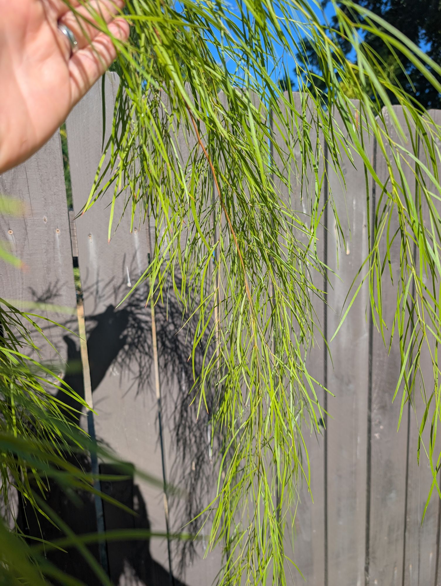 ACACIA cognata