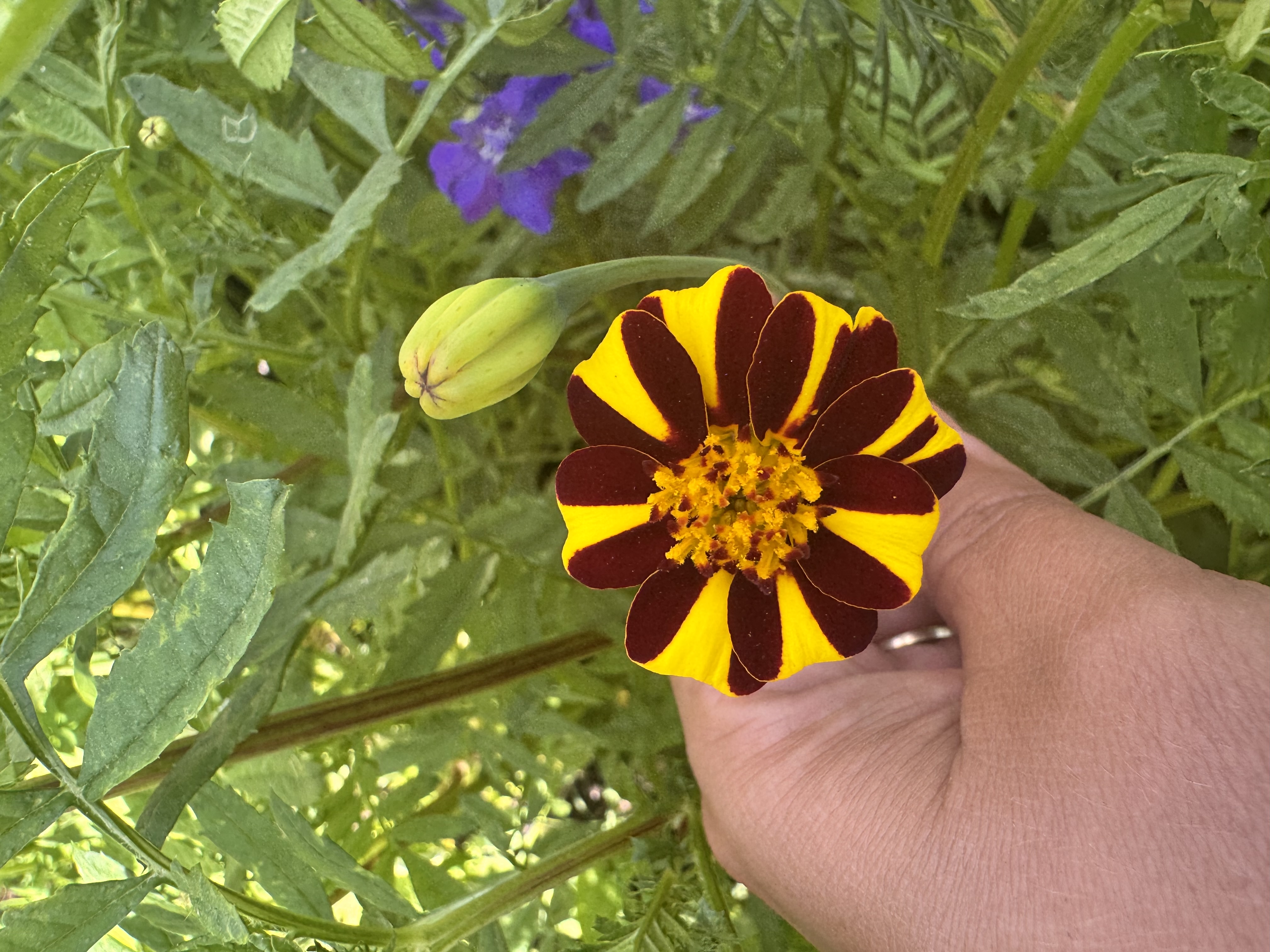 TAGETES patula Harlequin