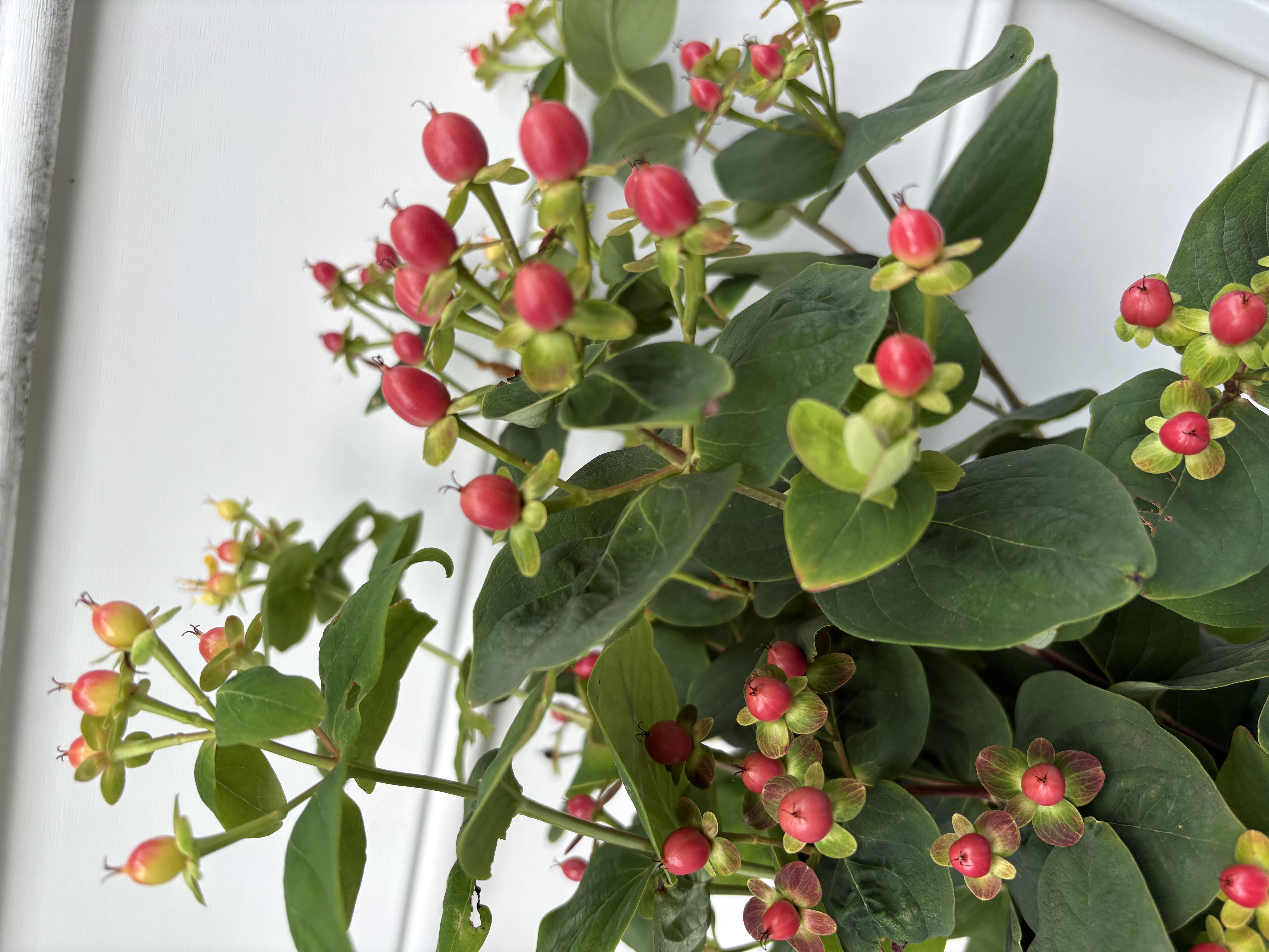 HYPERICUM androsaemum