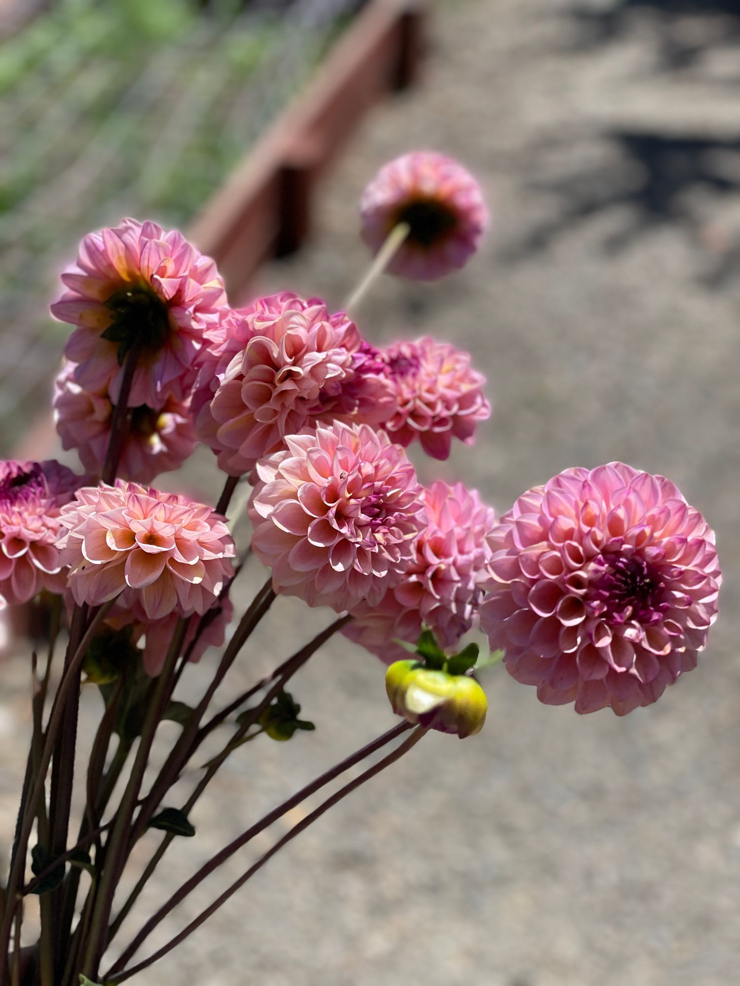 DAHLIA Wine Eyed Jill