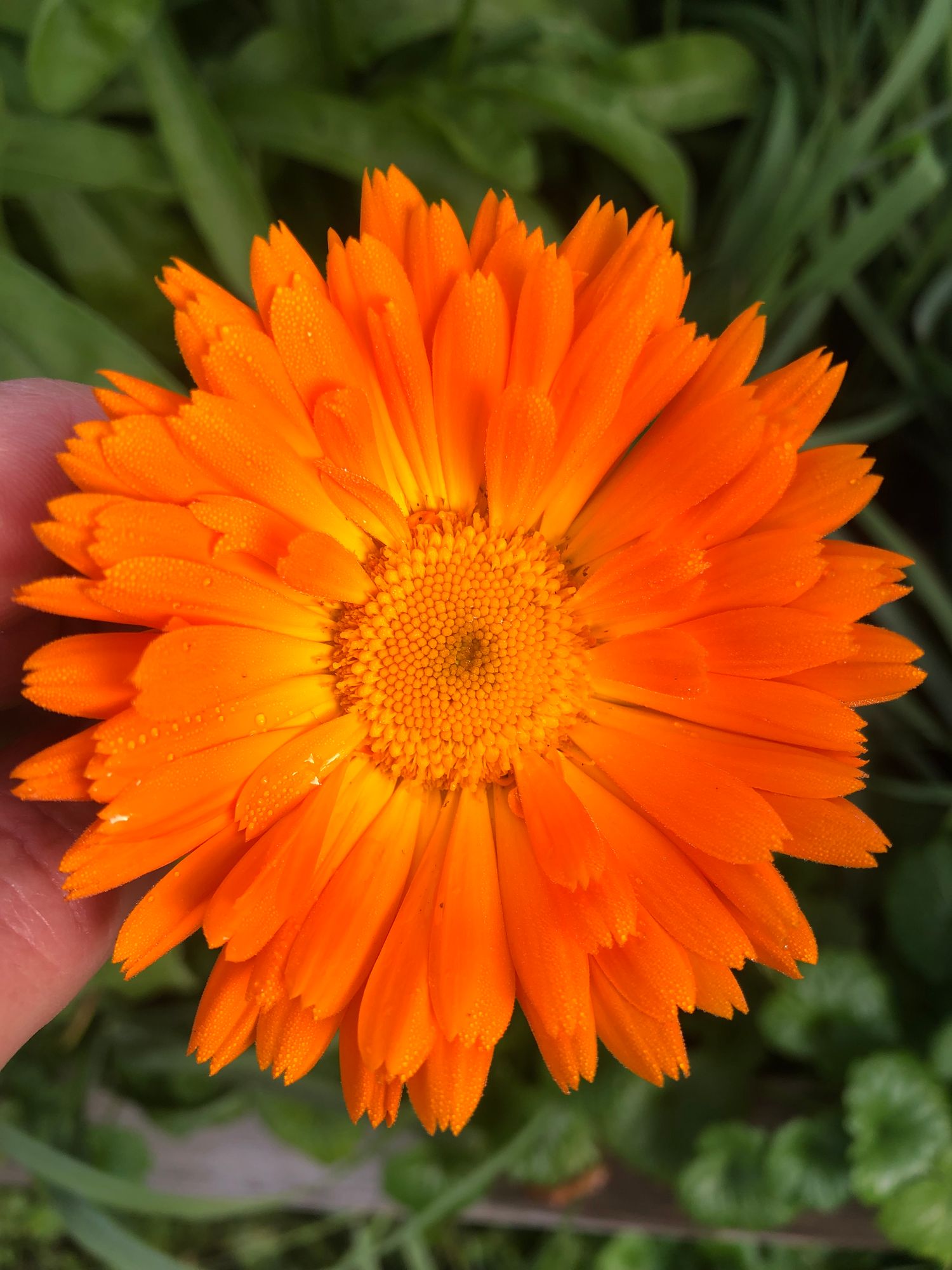 CALENDULA officinalis