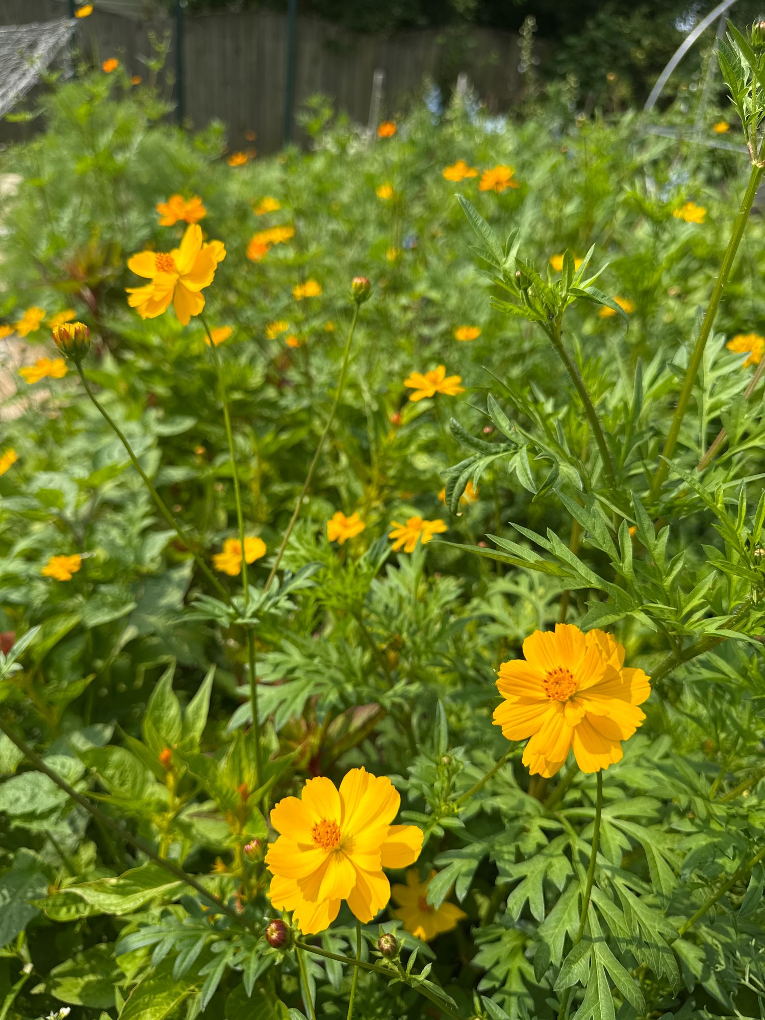 COSMOS sulphureus Bright Lights