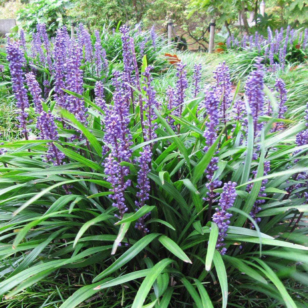 LIRIOPE muscari Big Blue