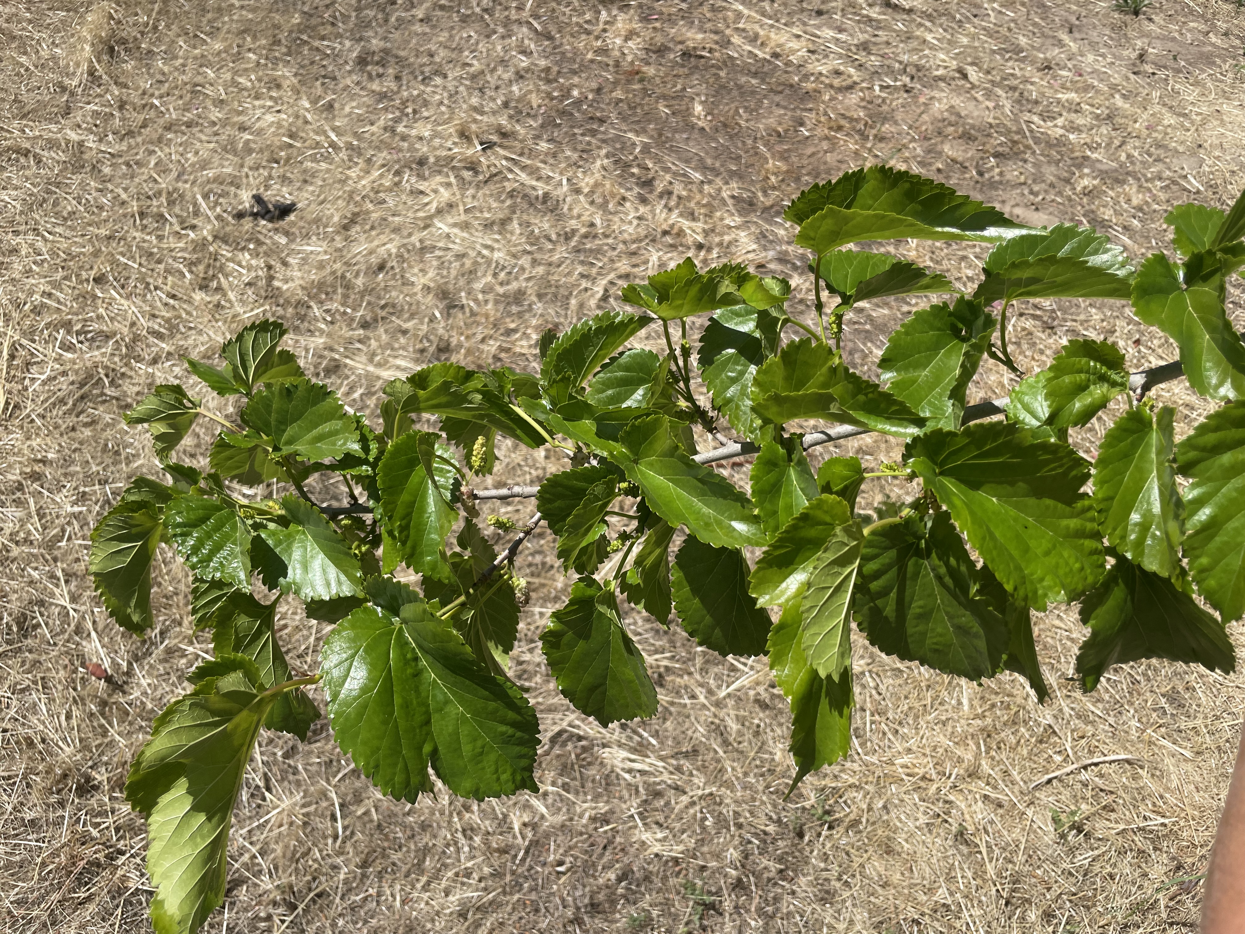 Mulberry Branch
