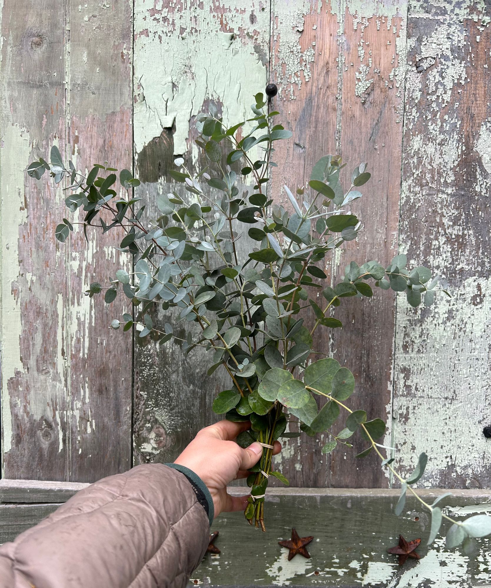 EUCALYPTUS gunnii Silver Drop