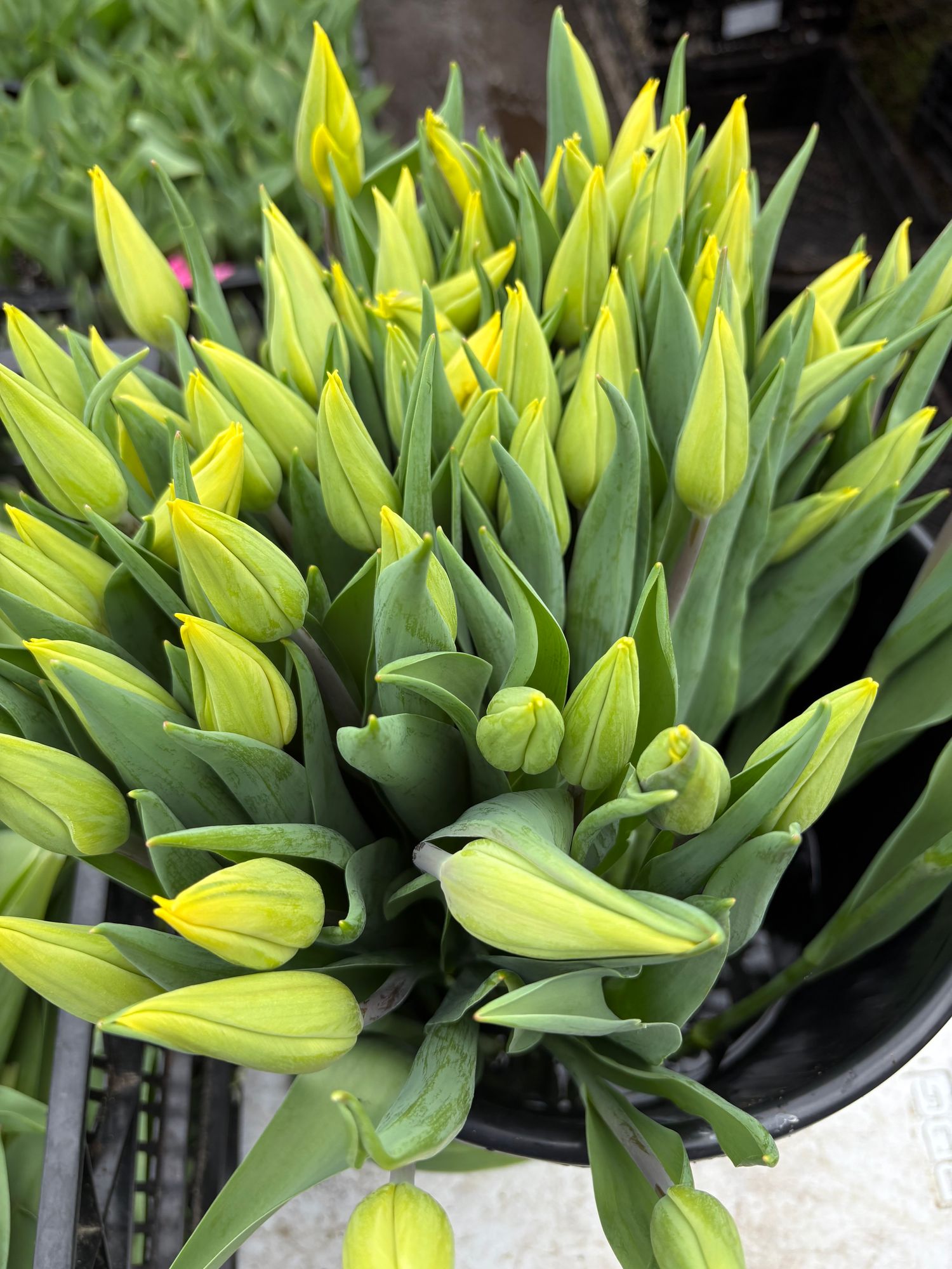 TULIPA Strong Gold
