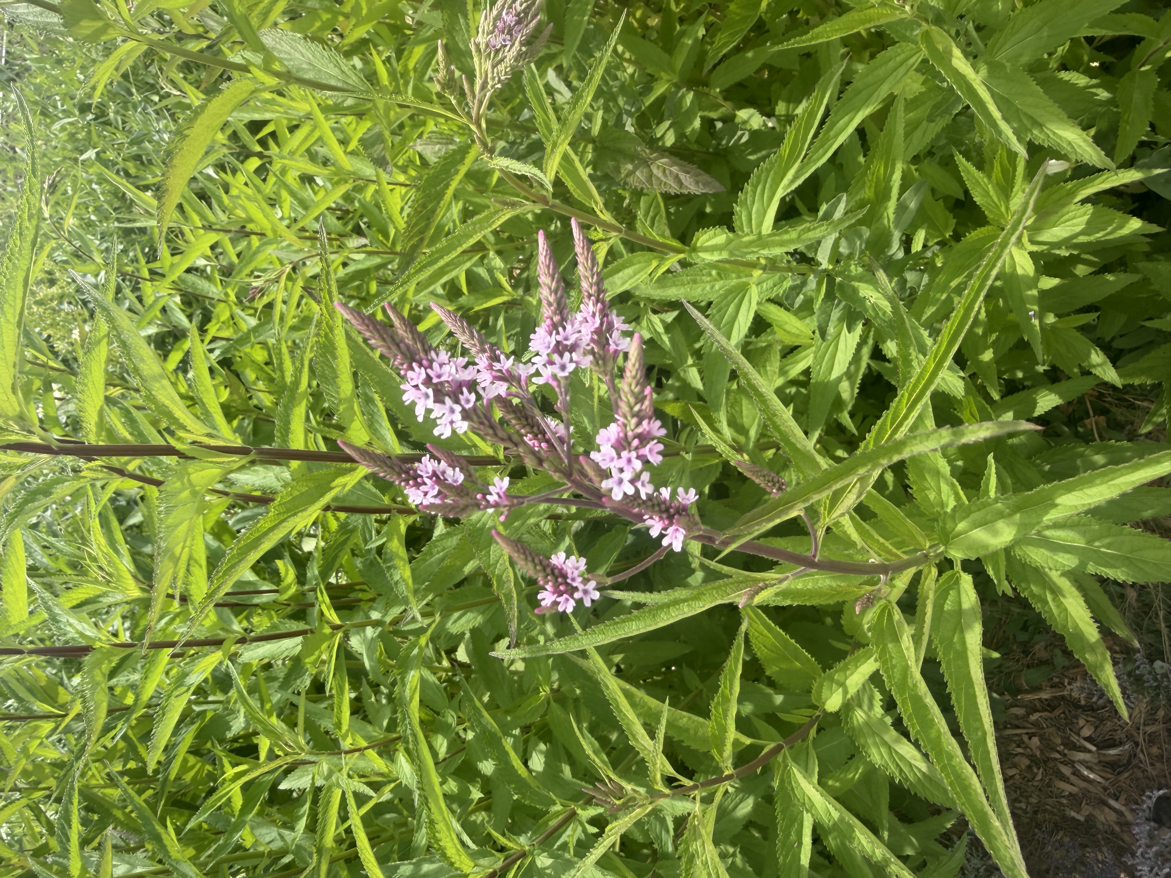 VERONICASTRUM sibiricum