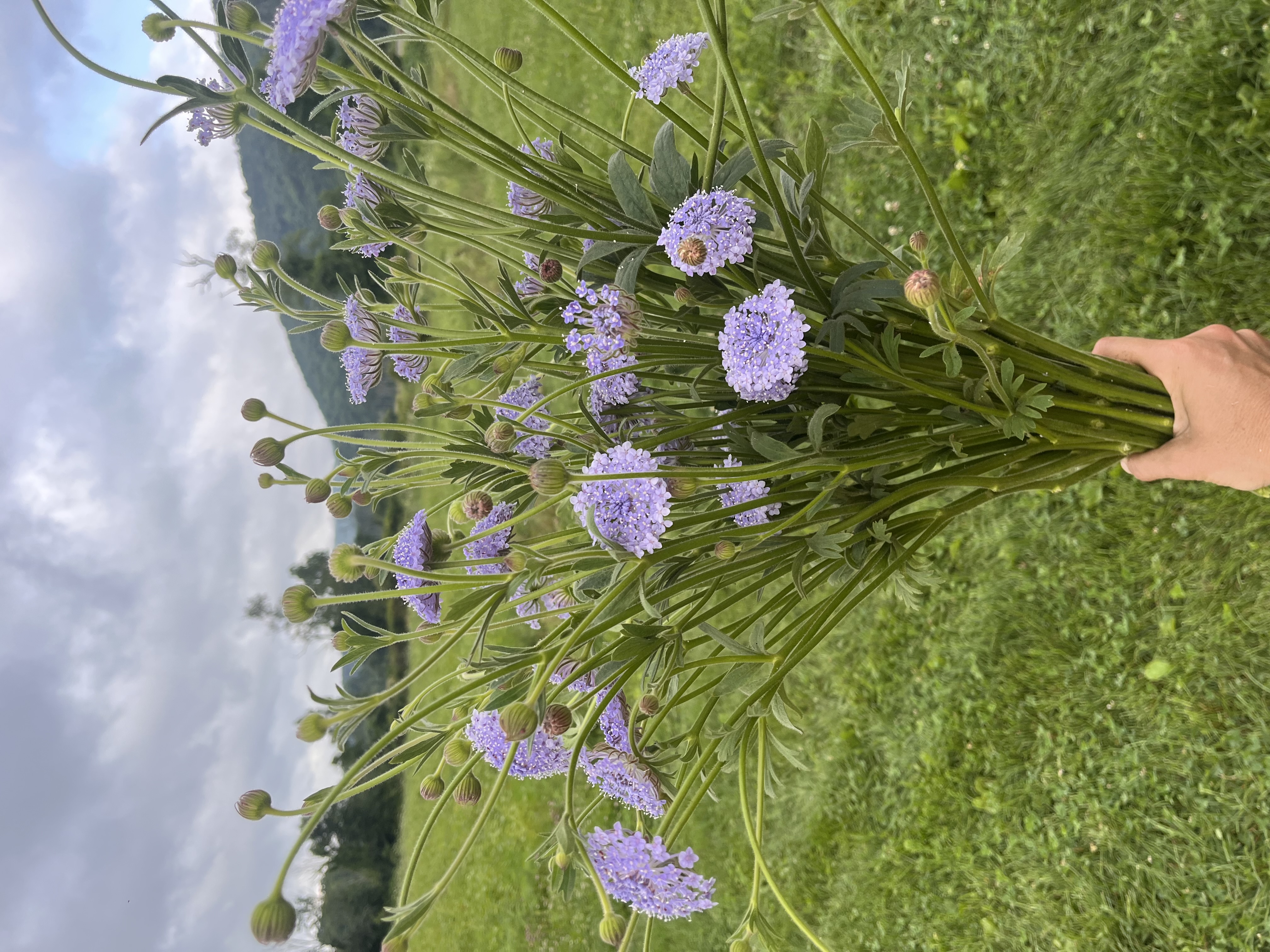 TRACHYMENE coerulea Lacy Lavender Blue