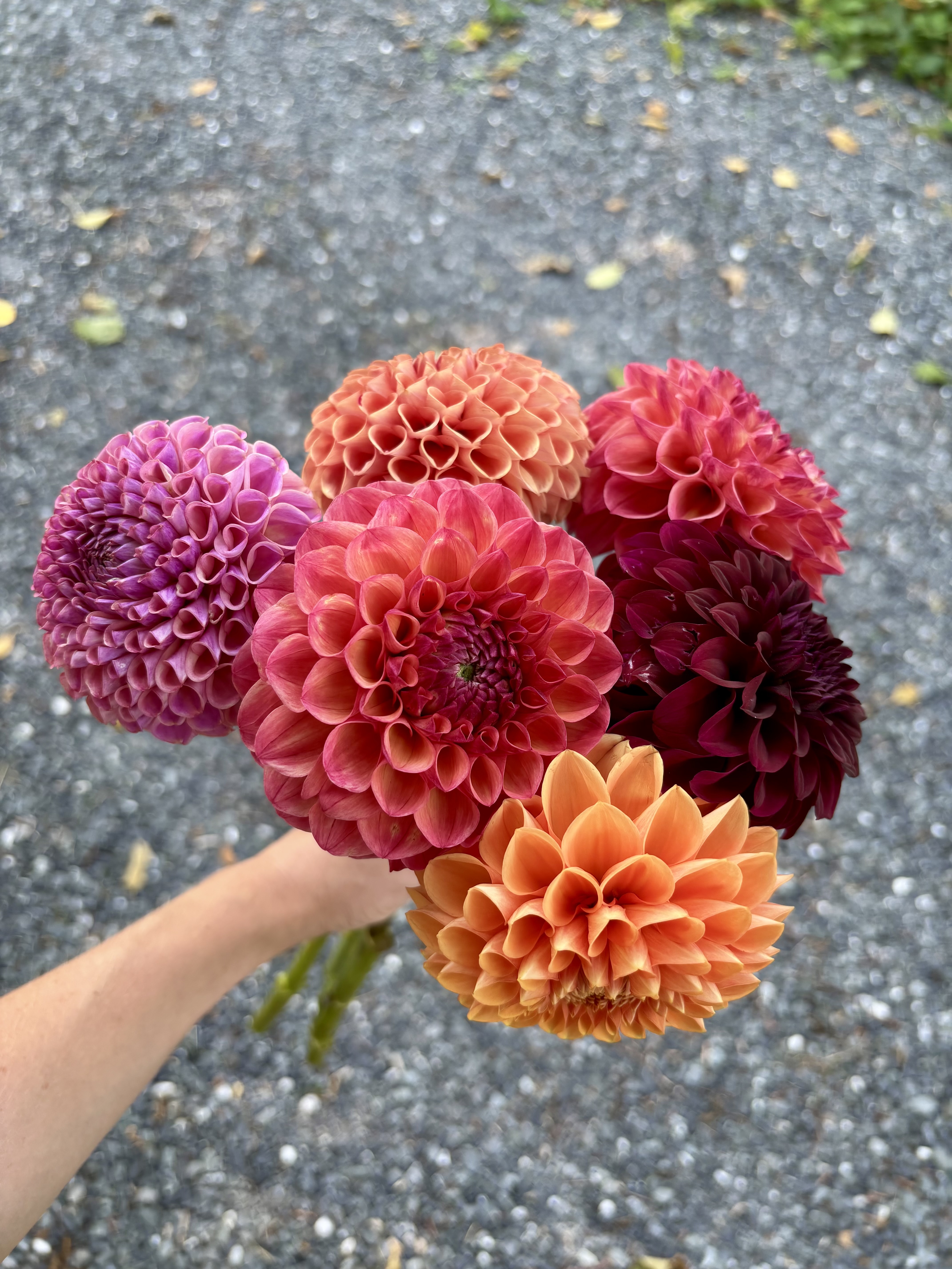 Dahlia jewel tone bunch