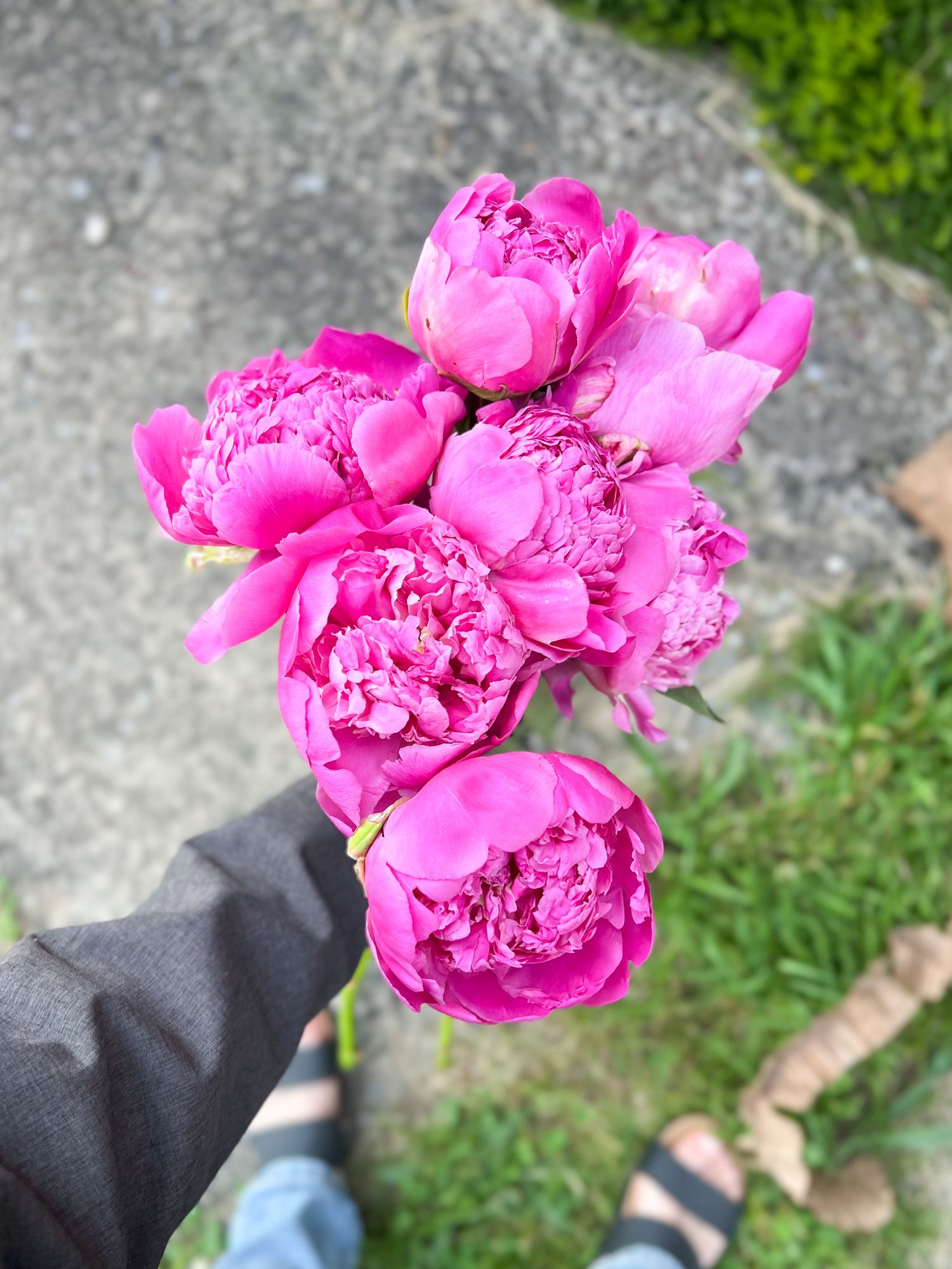 PAEONIA lactiflora Karl Rosenfield