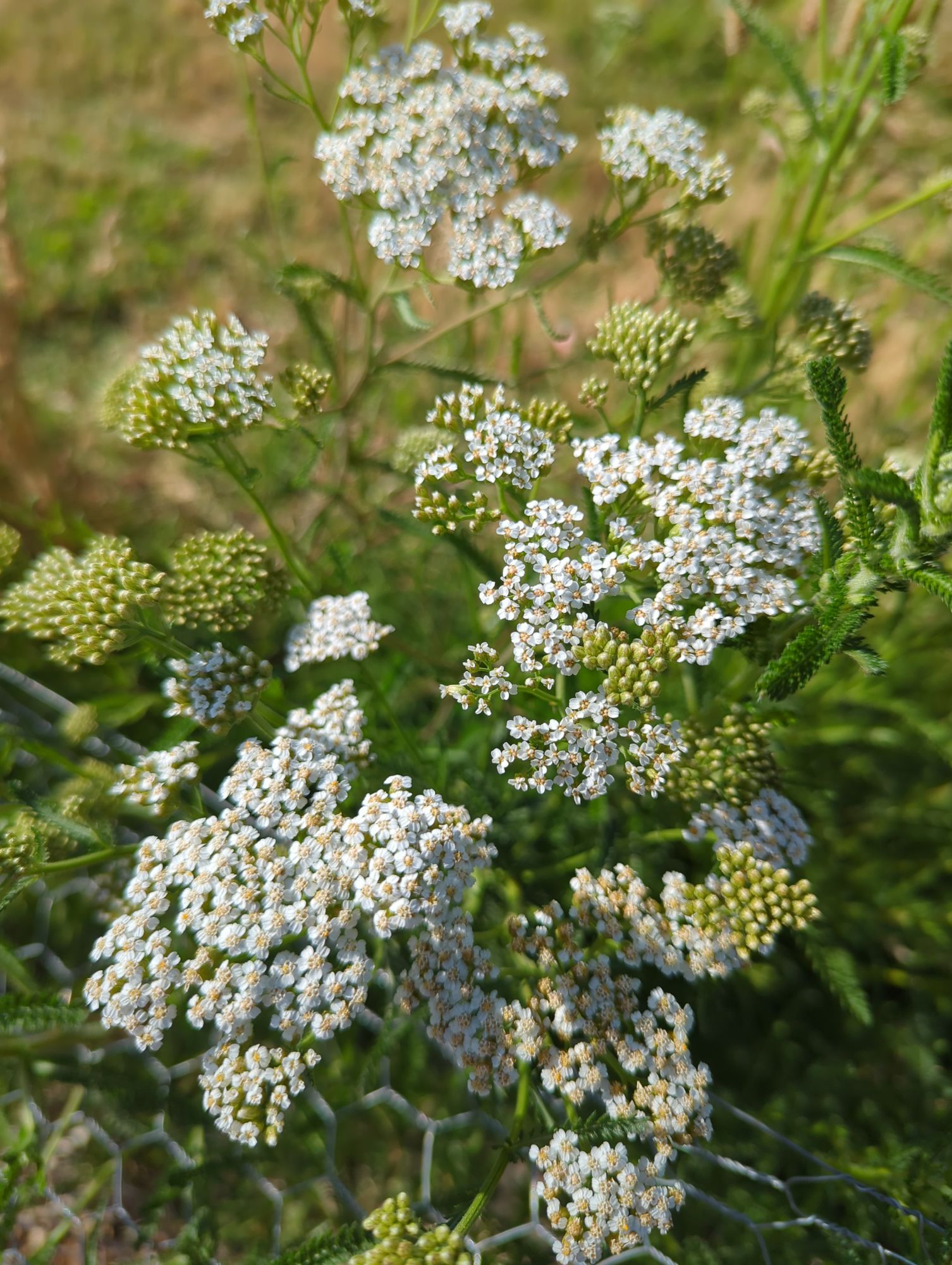 ACHILLEA millefolium