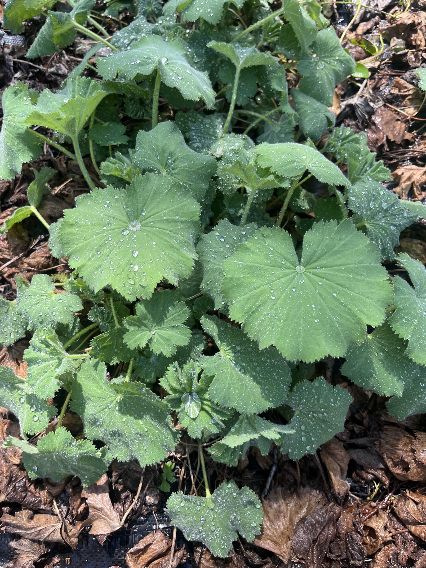 ALCHEMILLA mollis