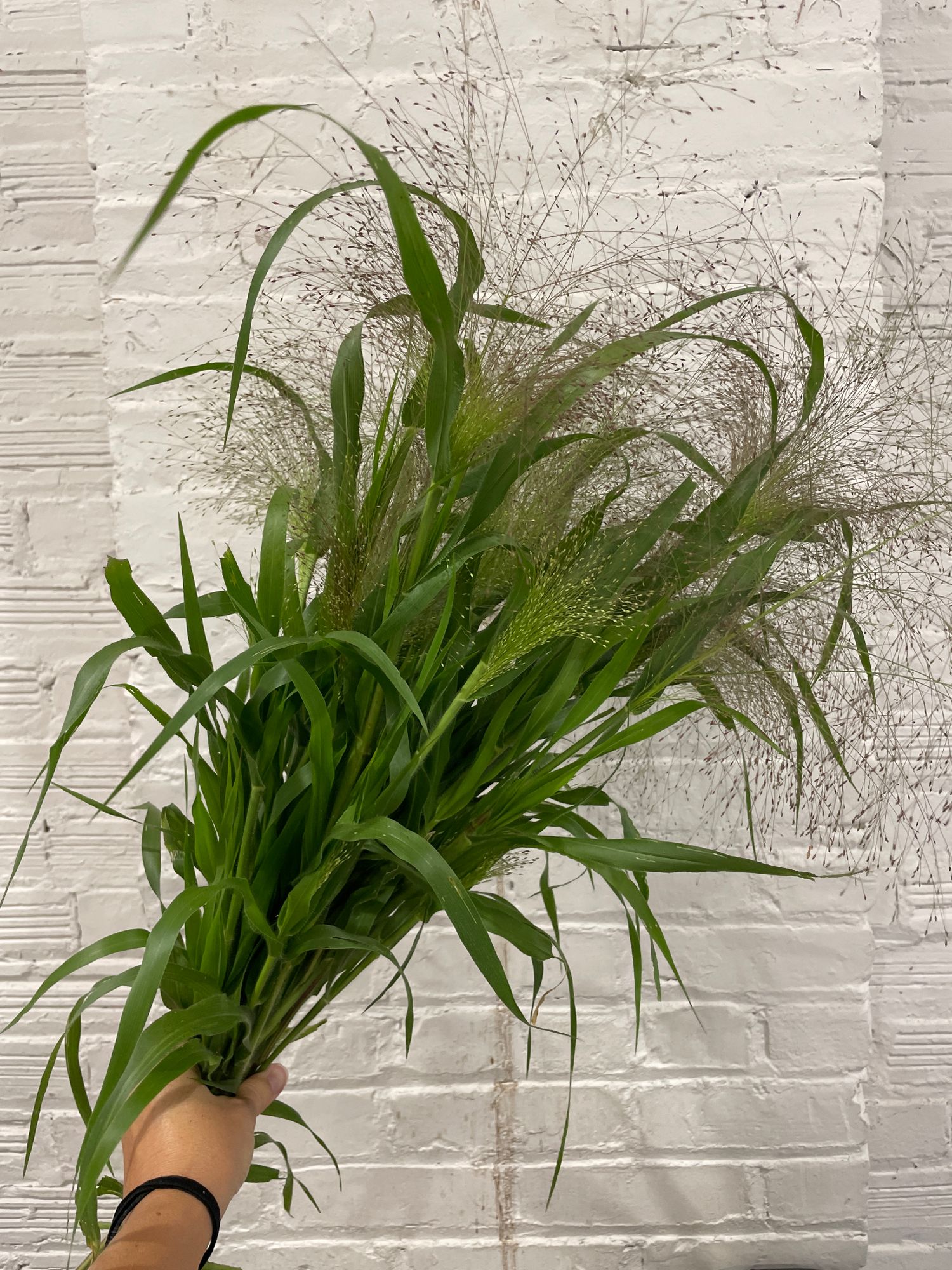 PANICUM elegans