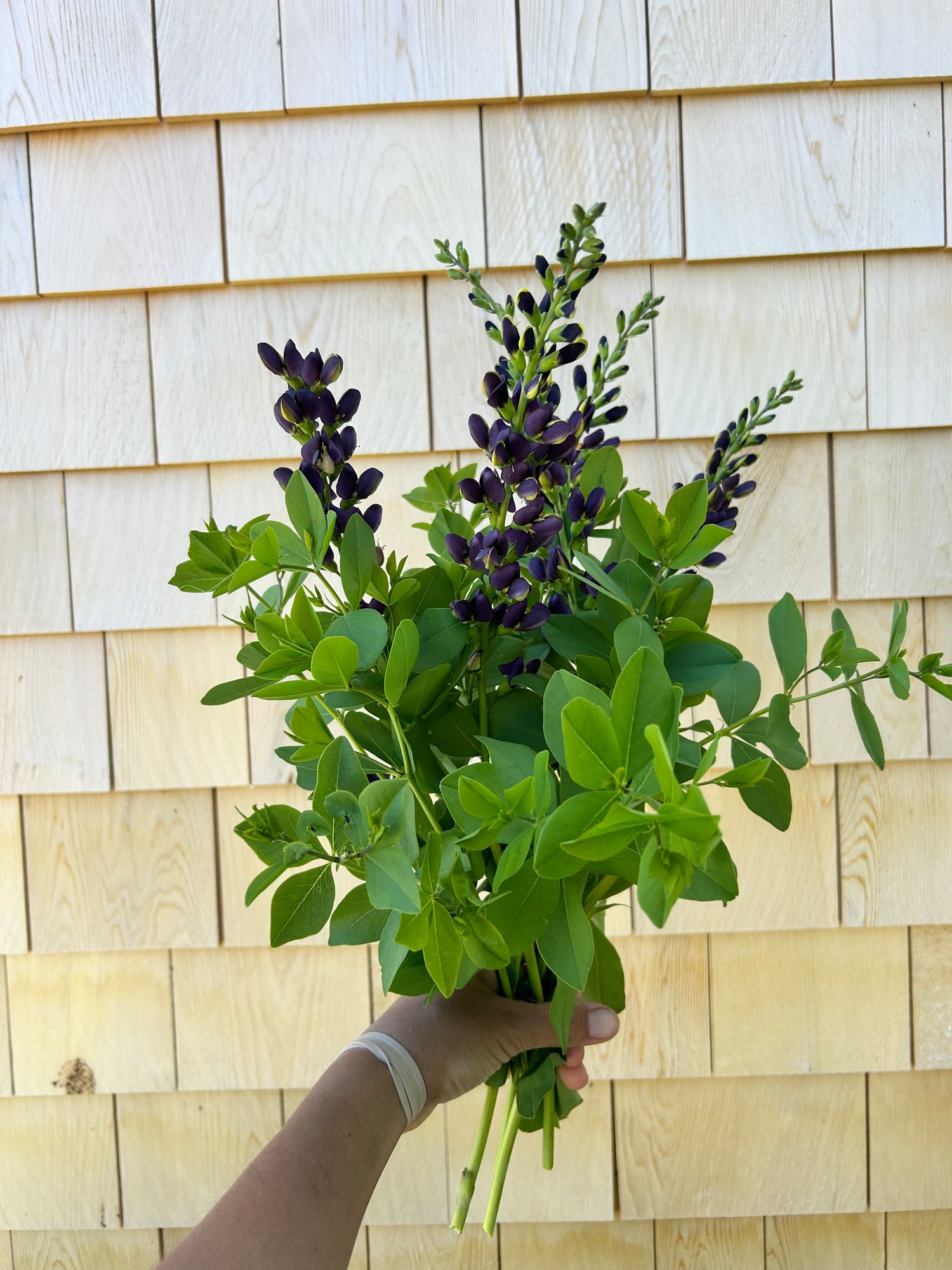 BAPTISIA x Indigo Spires