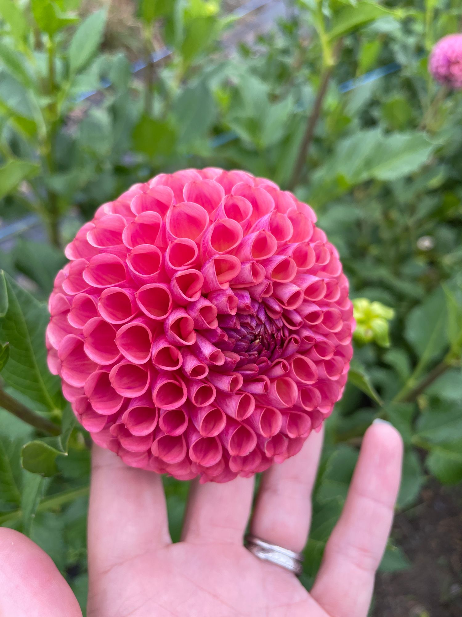 DAHLIA Jowey Winnie