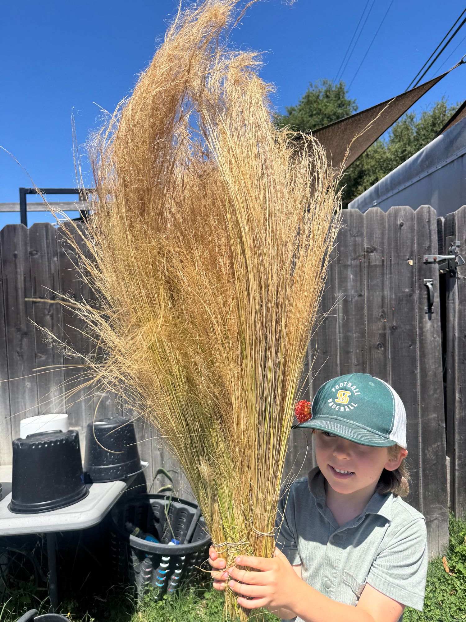 STIPA capillata