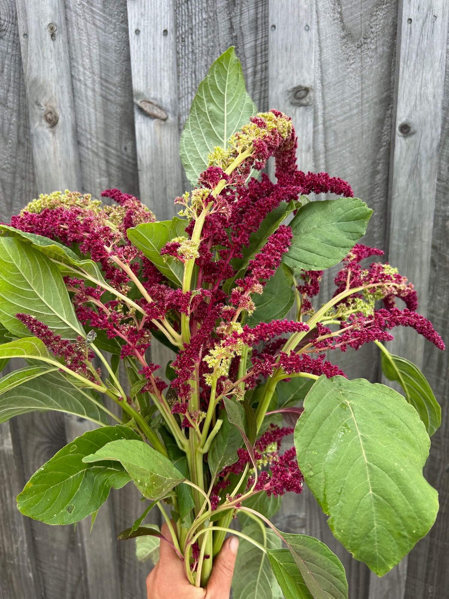 AMARANTHUS