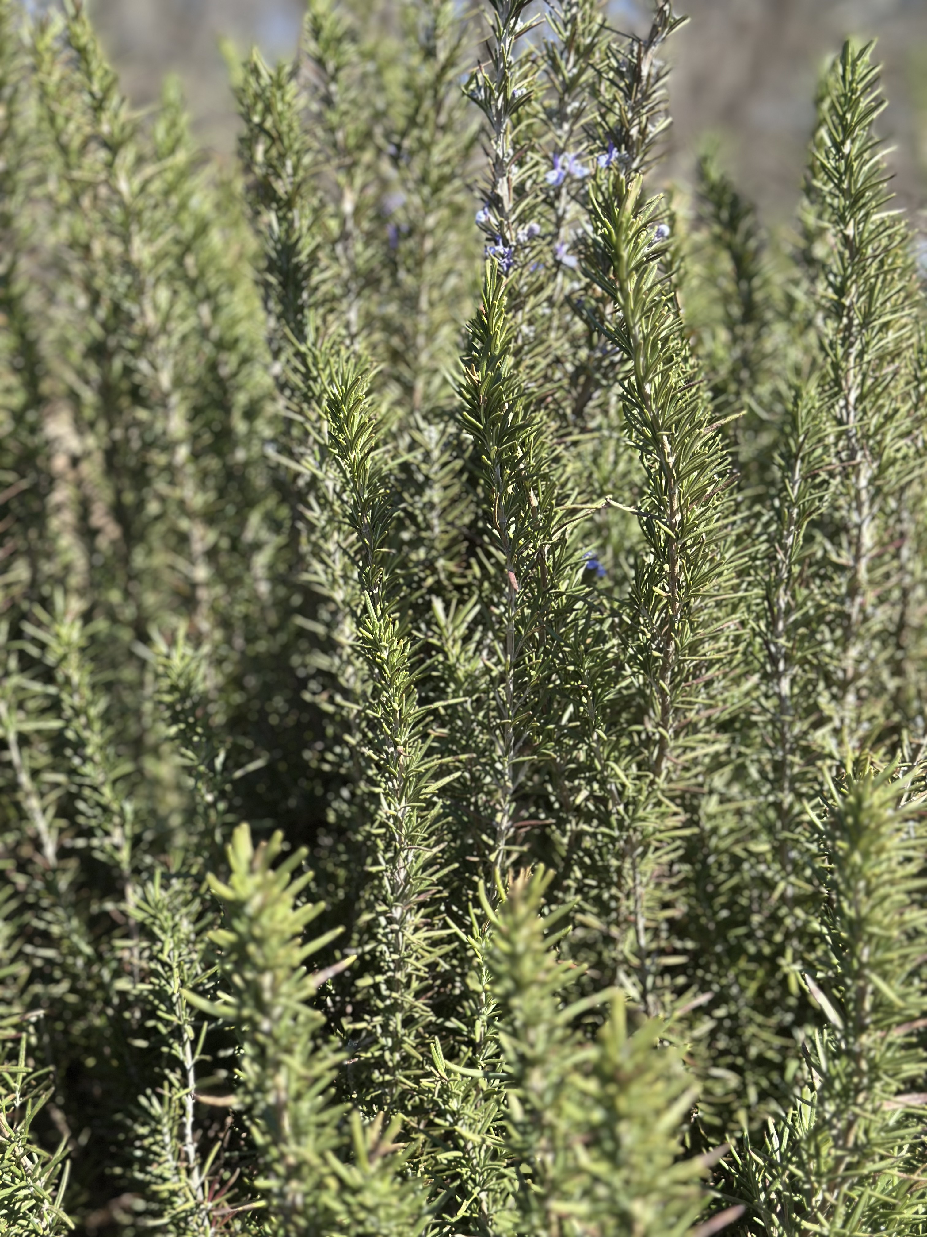 SALVIA rosmarinus