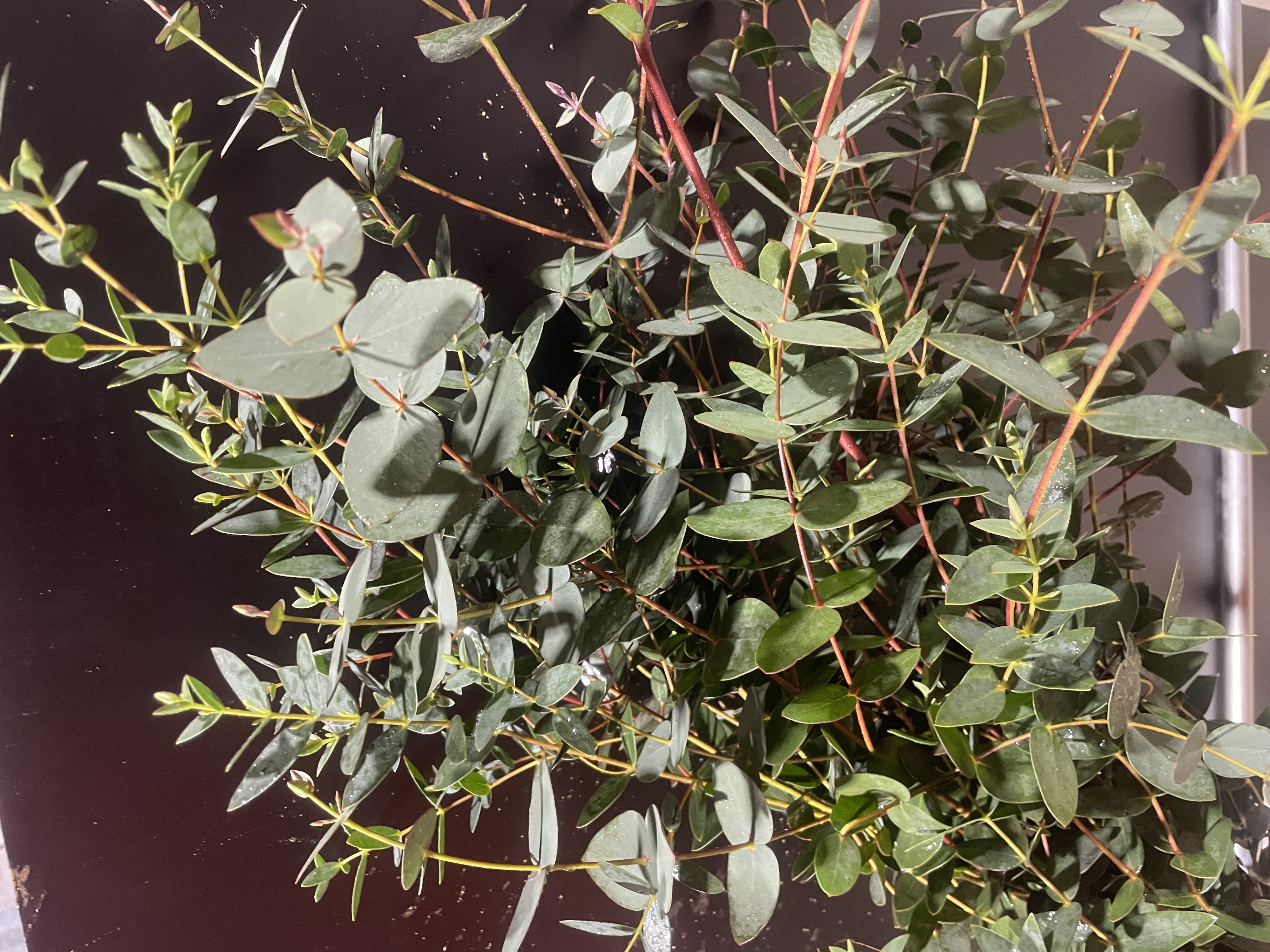 EUCALYPTUS parvula