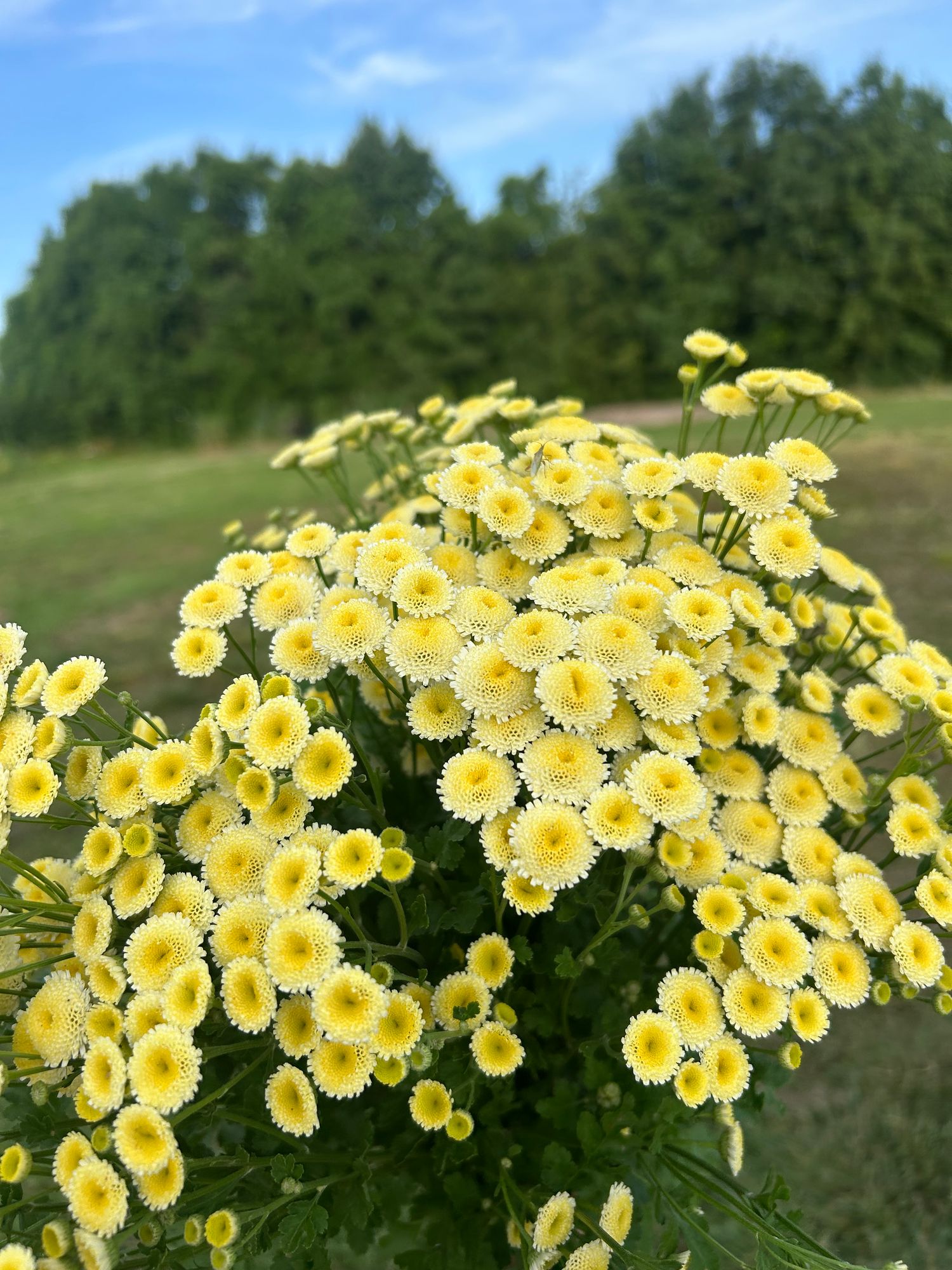 TANACETUM parthenium Magic Lime Green