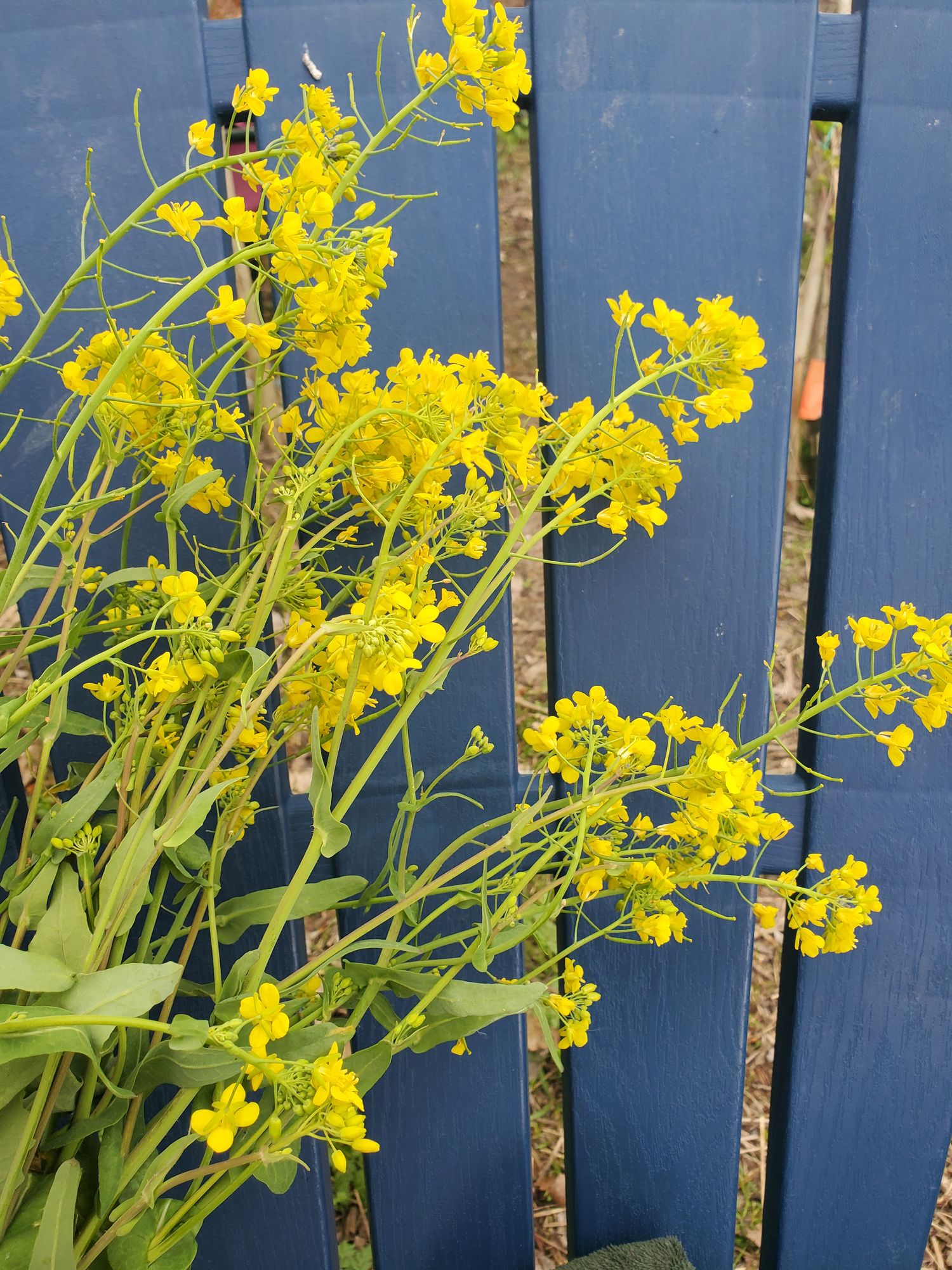 BRASSICA juncea