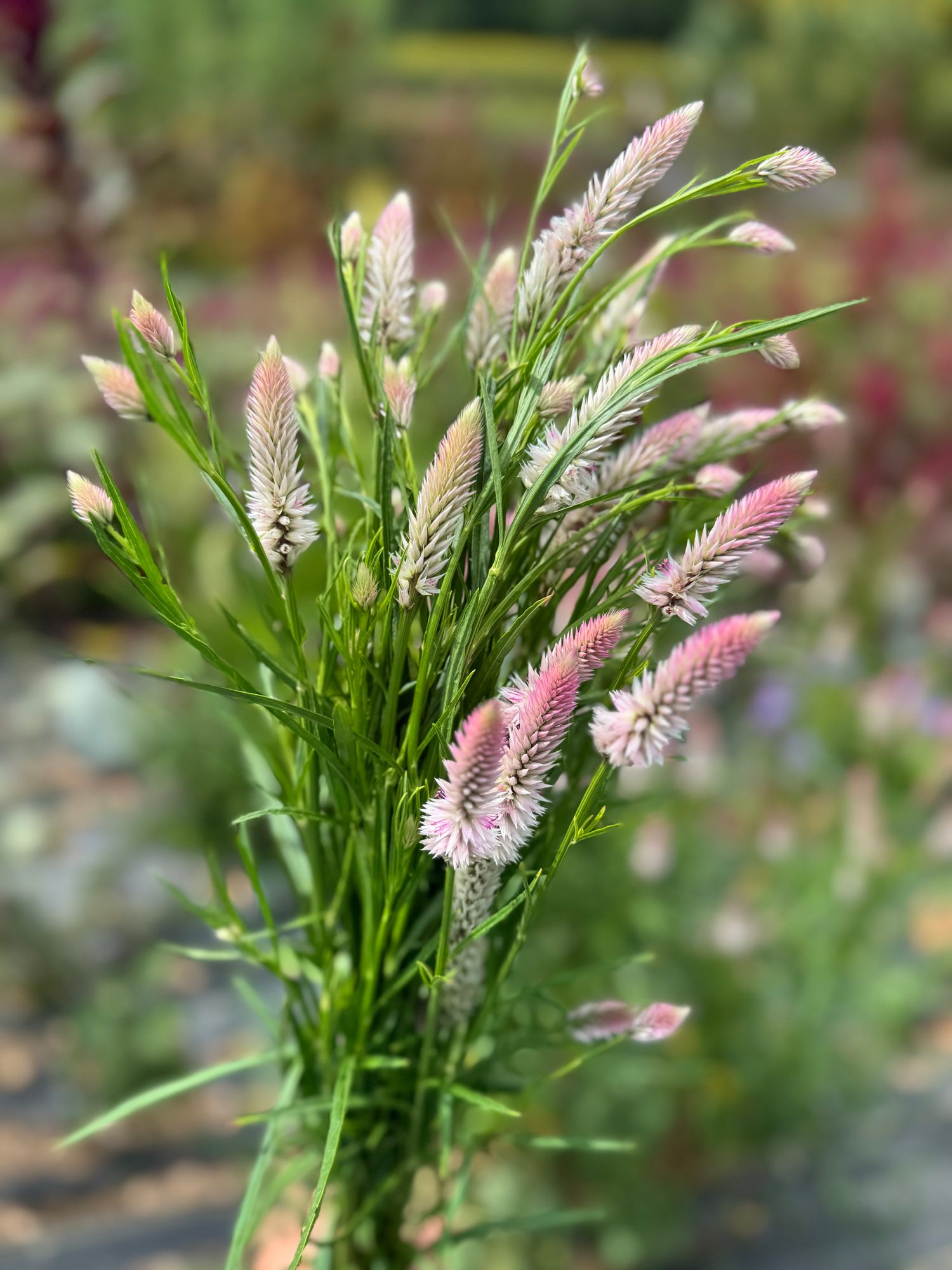 CELOSIA argentea spicata Flamingo Feather