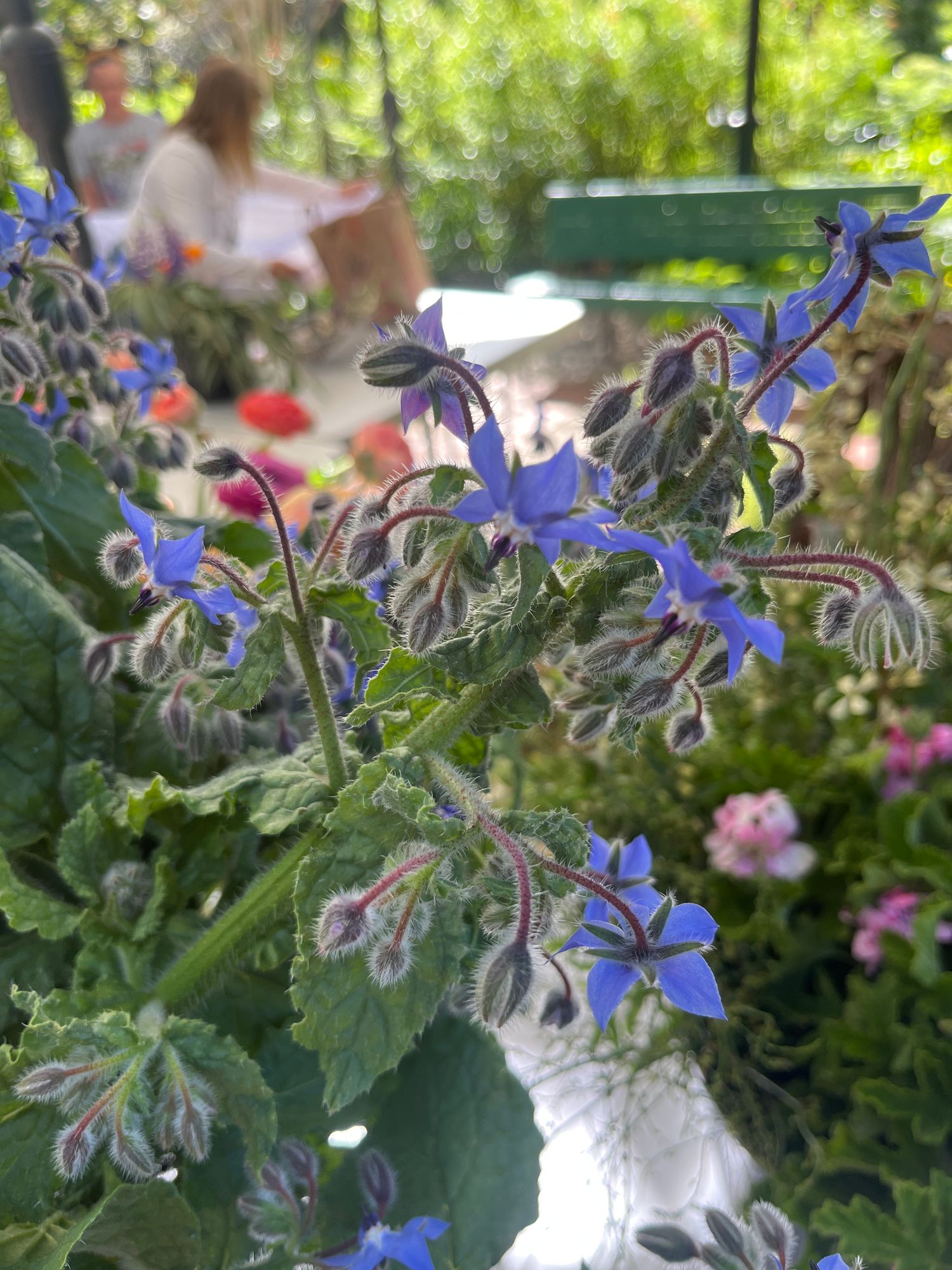 BORAGO officinalis