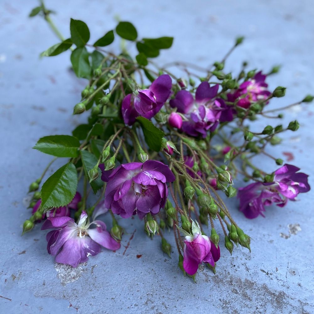 ROSA hybrida Veilchenblau