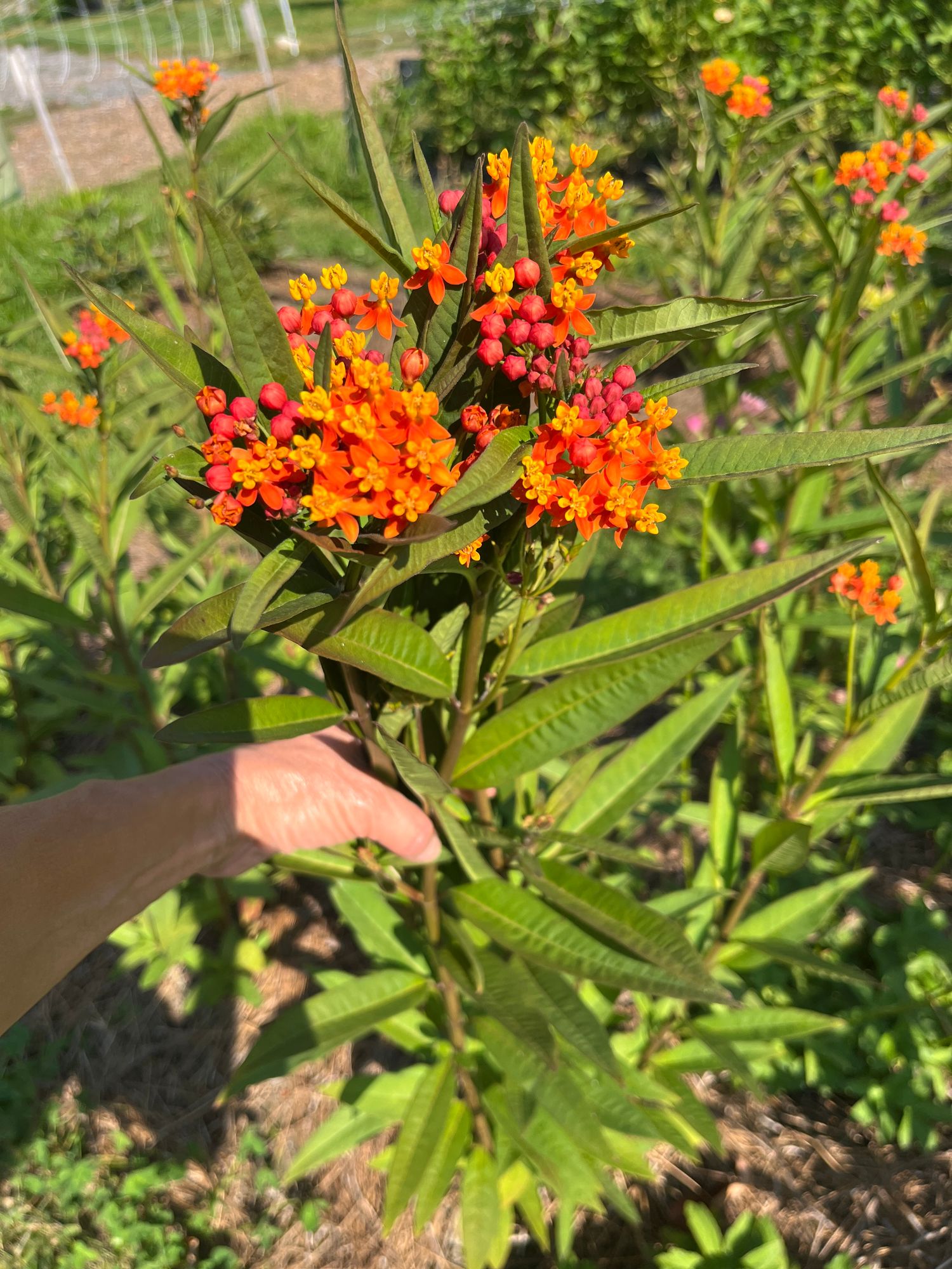 ASCLEPIAS curassavica