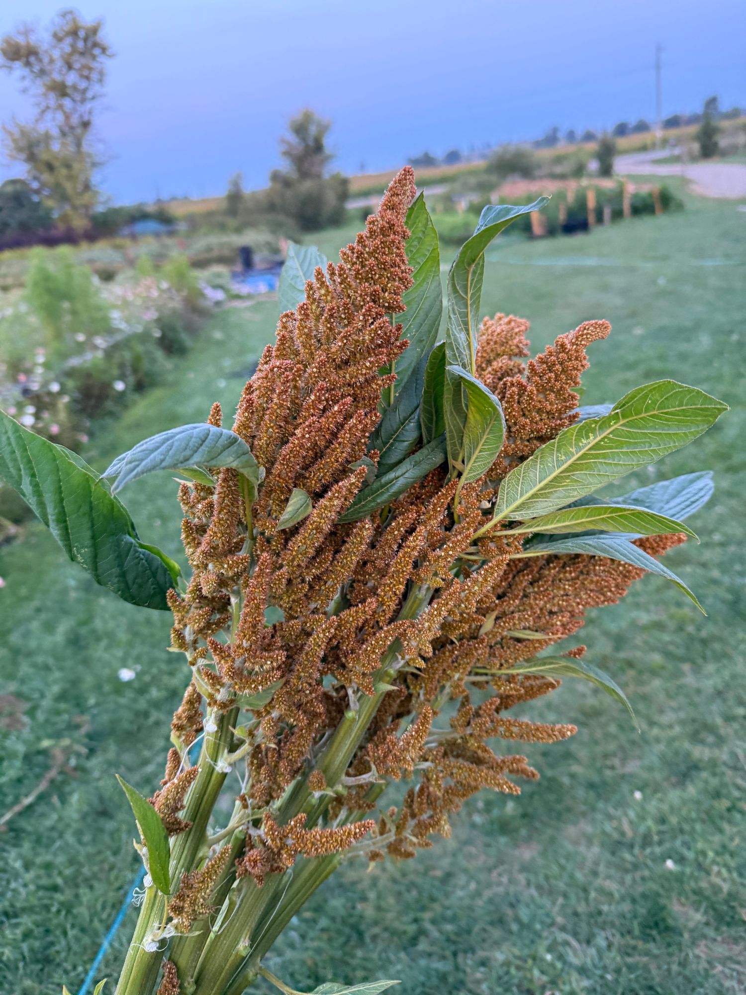AMARANTHUS cruentus Autumn Touch
