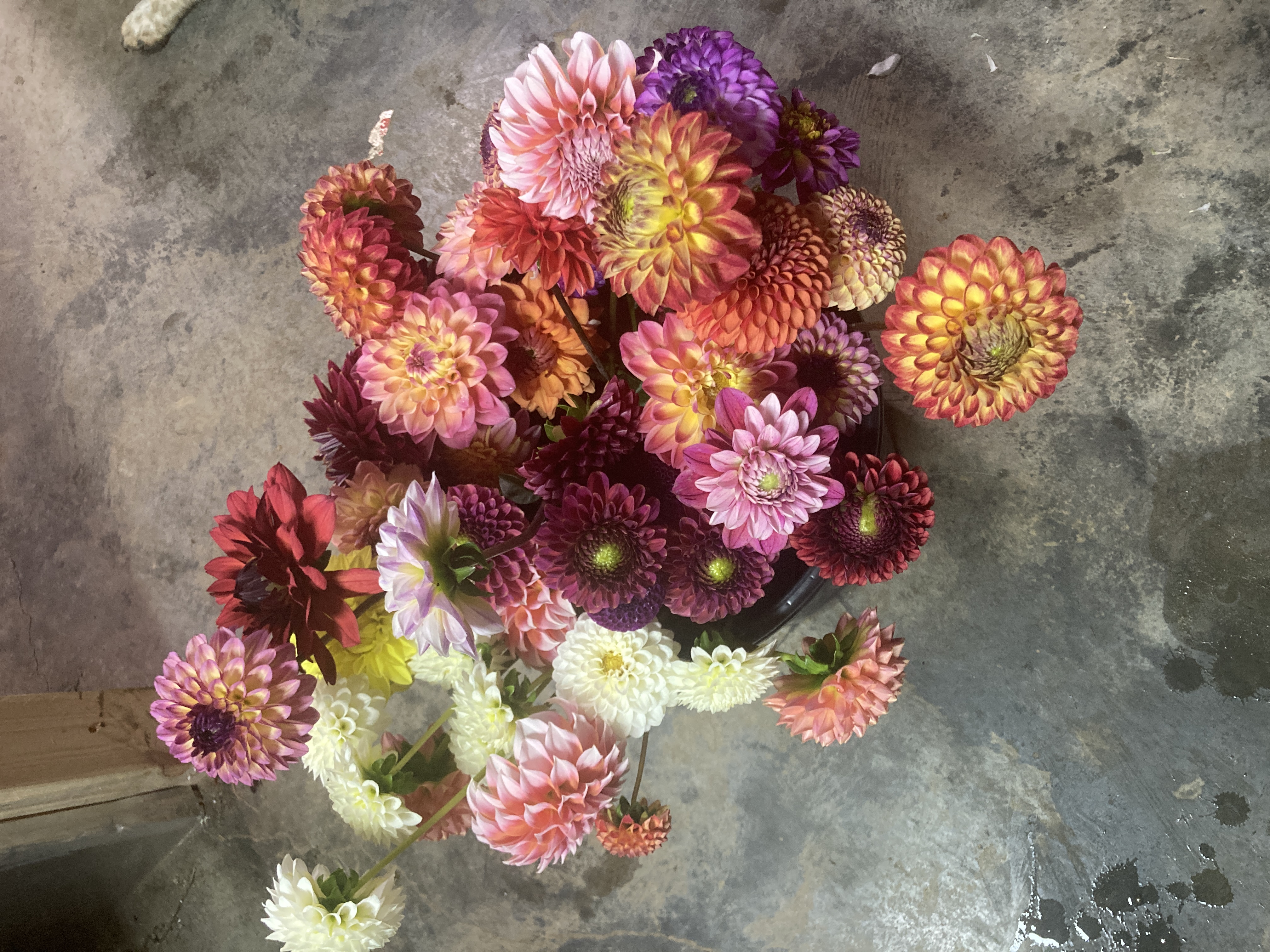 Mixed dahlia bucket