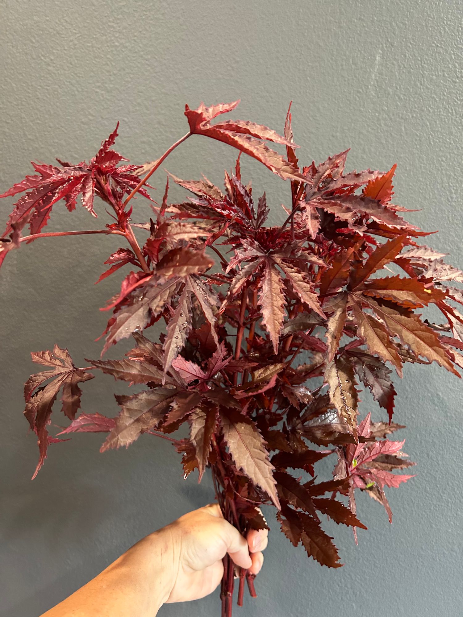 HIBISCUS acetosella