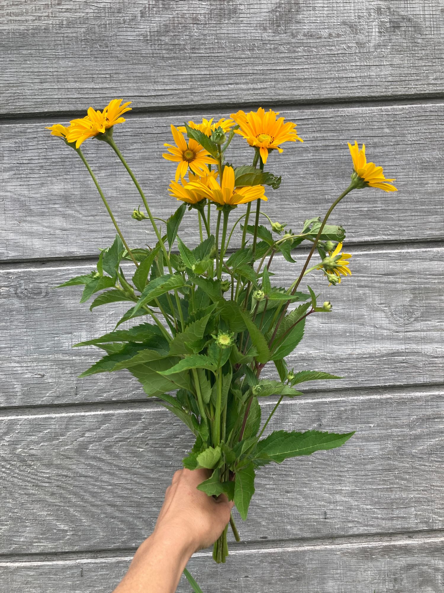 HELIOPSIS helianthoides