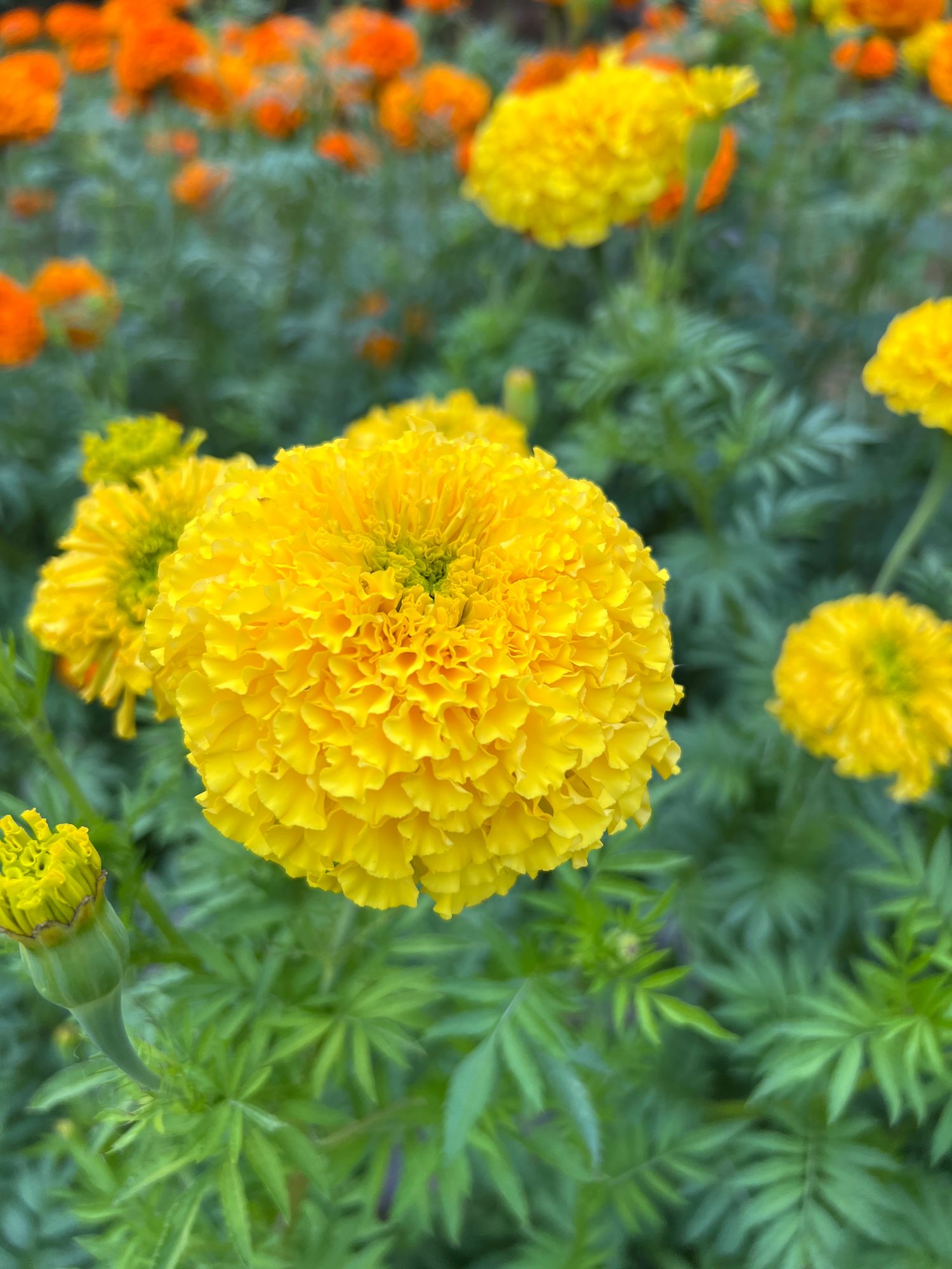 TAGETES erecta