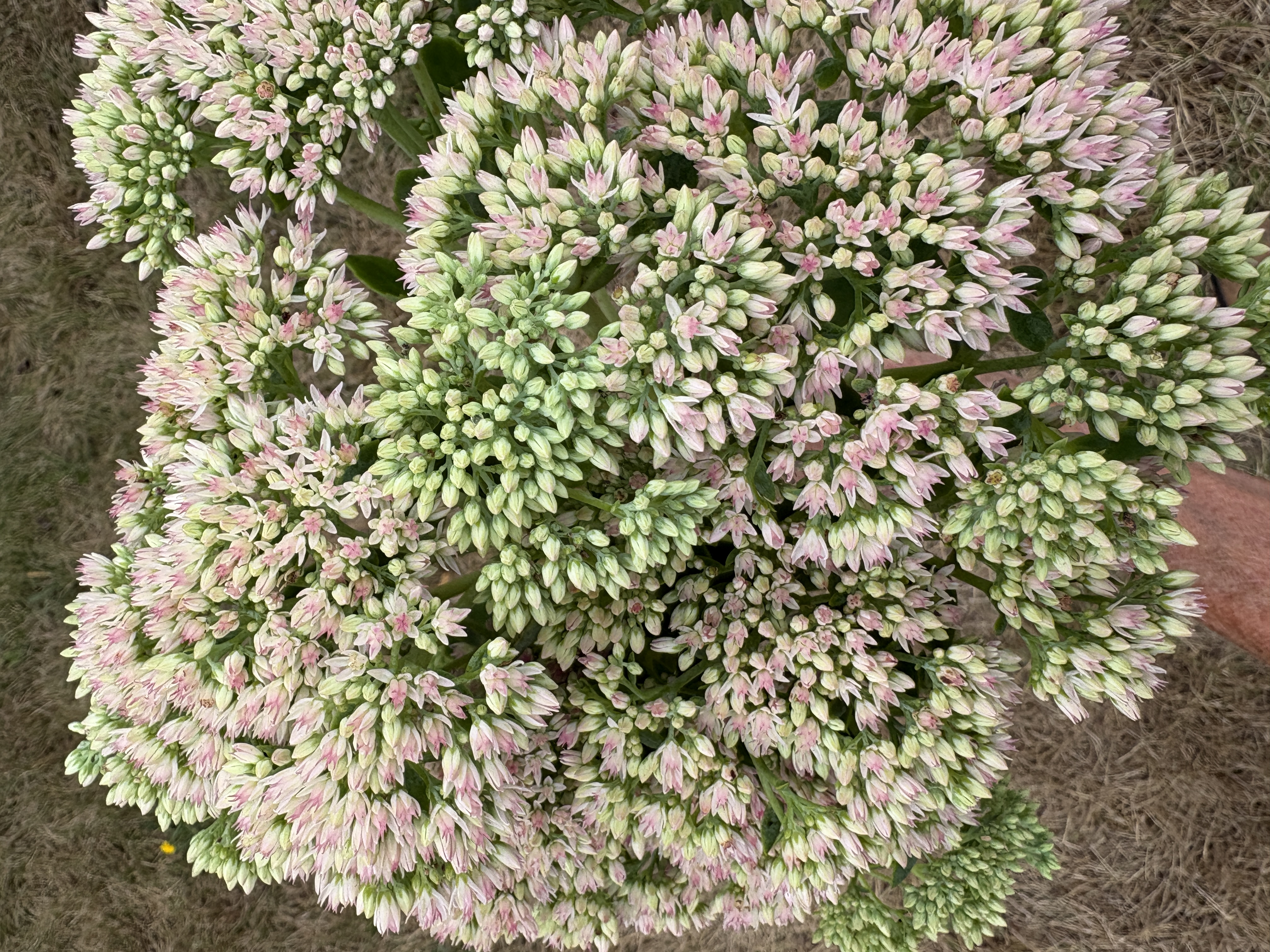 HYLOTELEPHIUM spectabile Autumn Joy