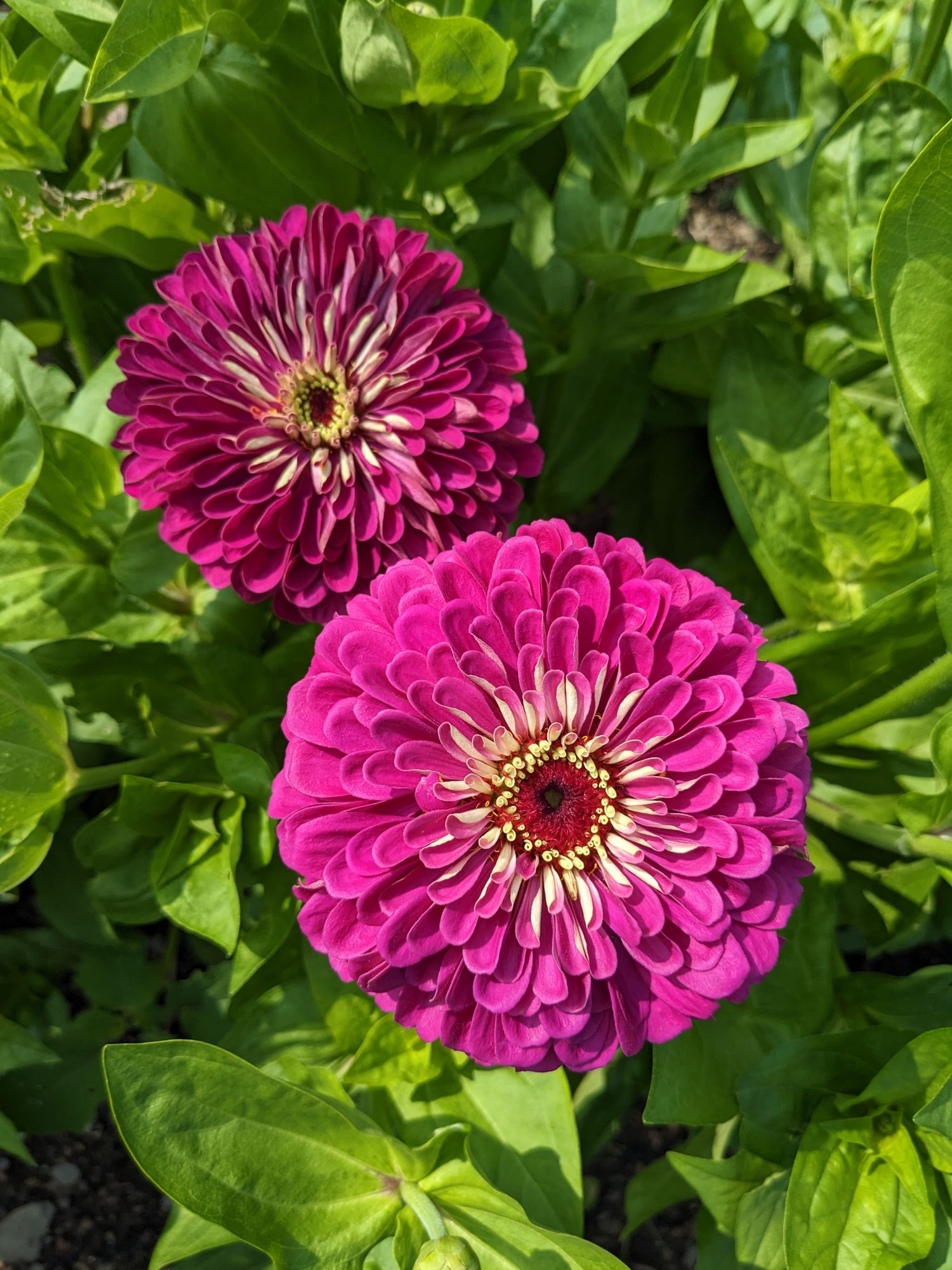 ZINNIA elegans Benarys Giant Wine