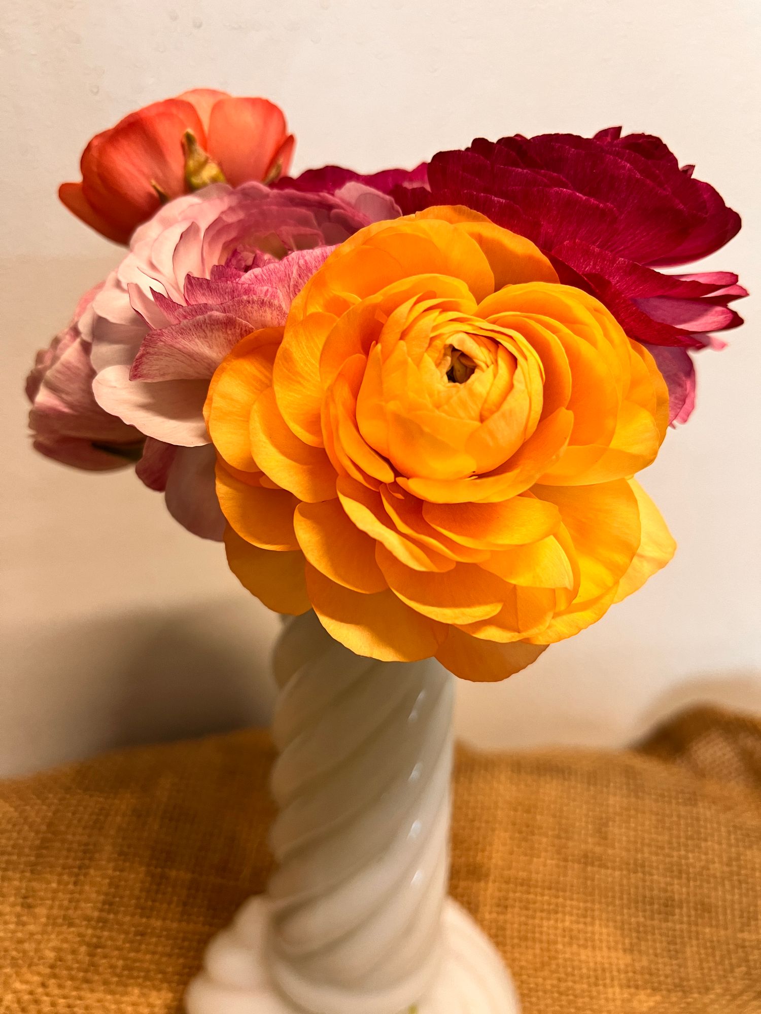 RANUNCULUS Amandine