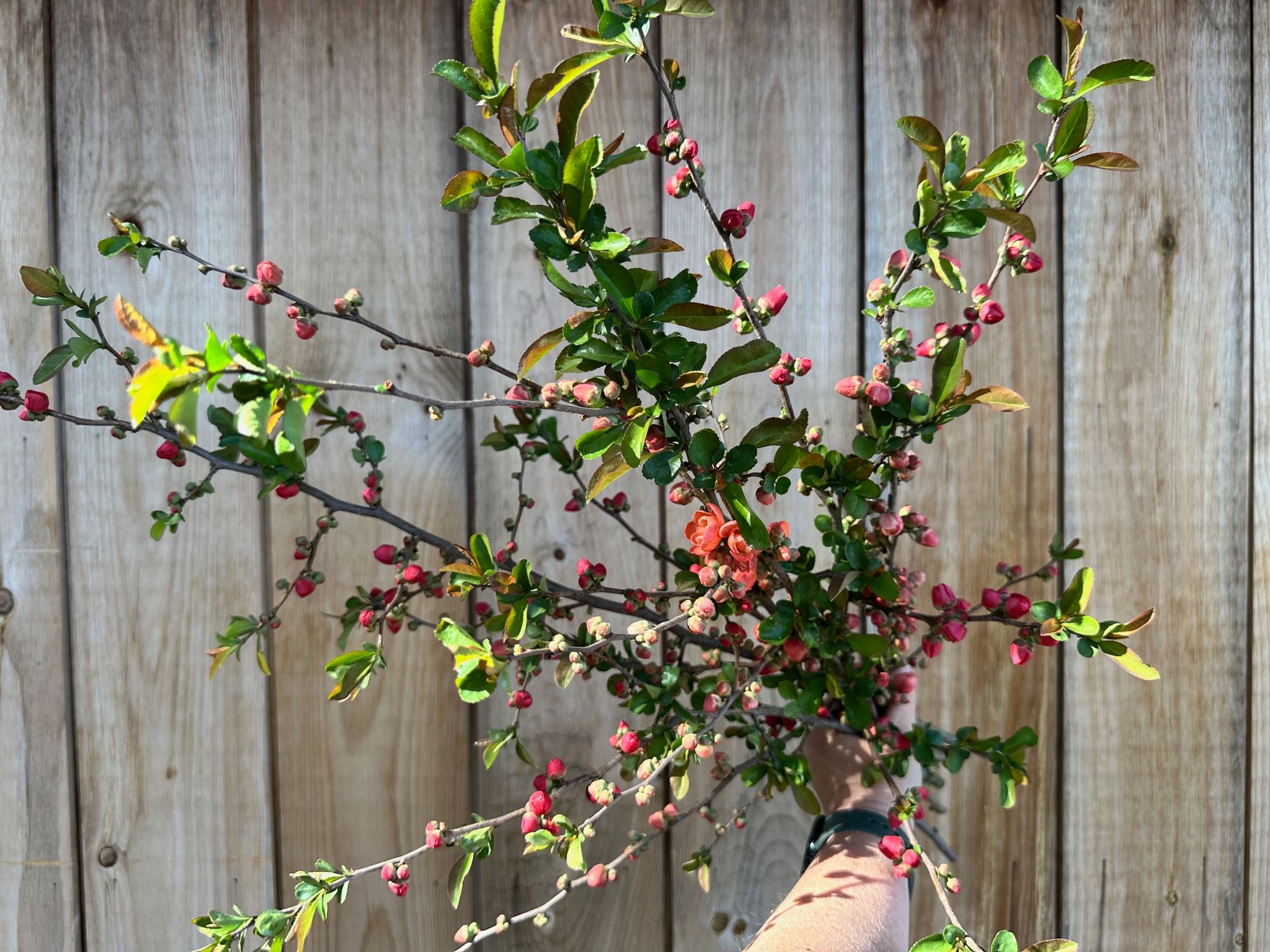 CHAENOMELES speciosa