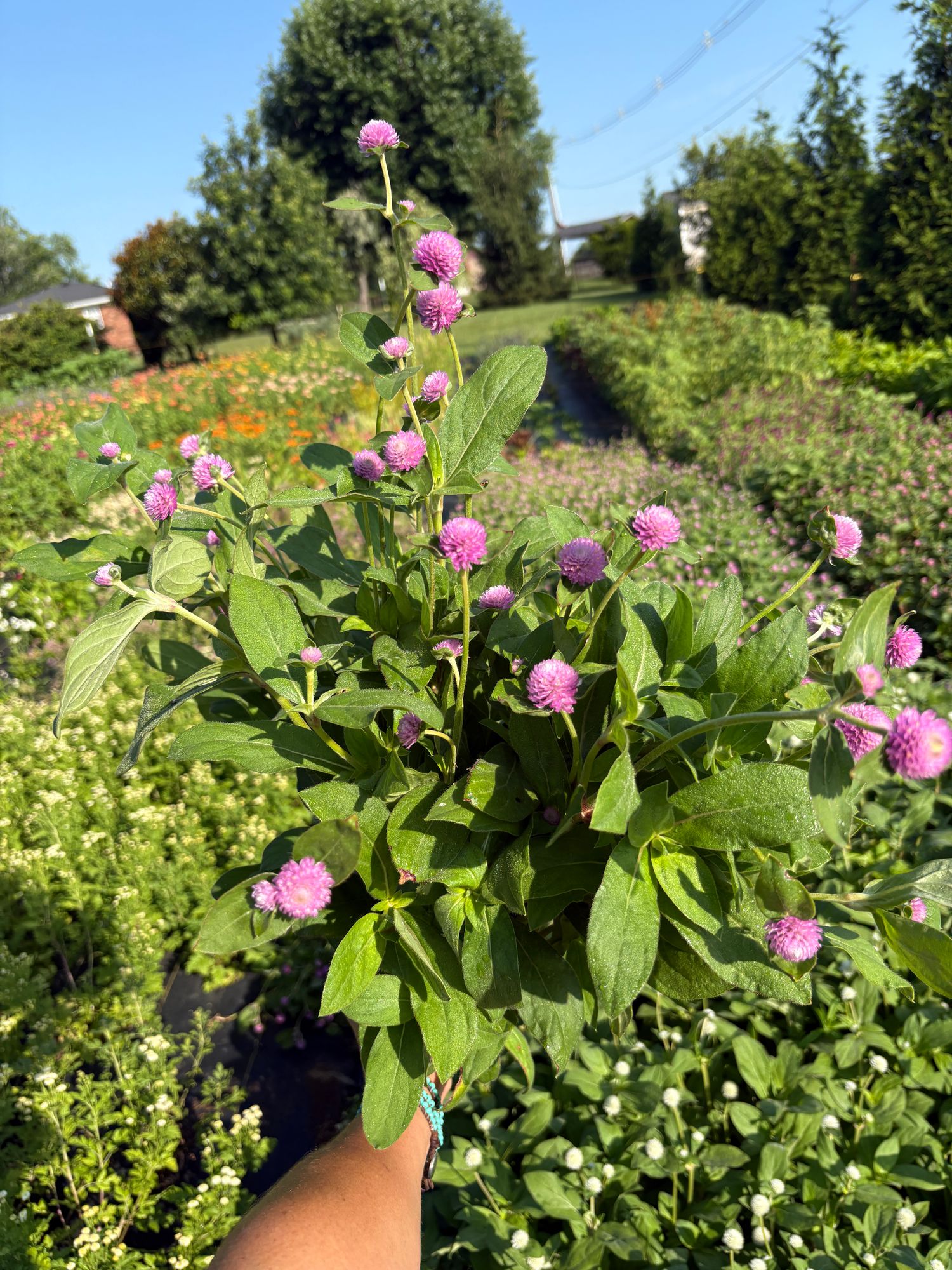 GOMPHRENA globosa Audray