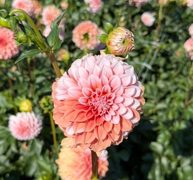 DAHLIA Peaches n Cream