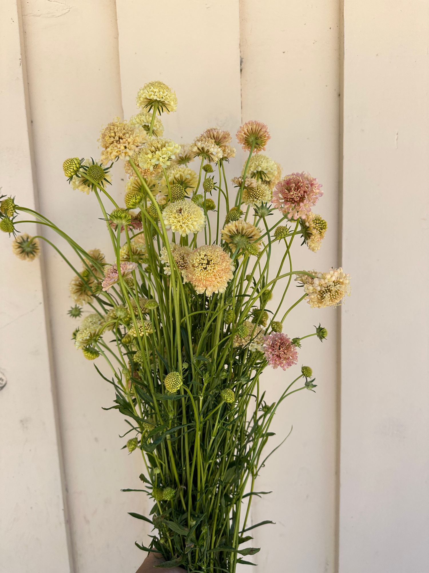 SCABIOSA atropurpurea Fata Morgana