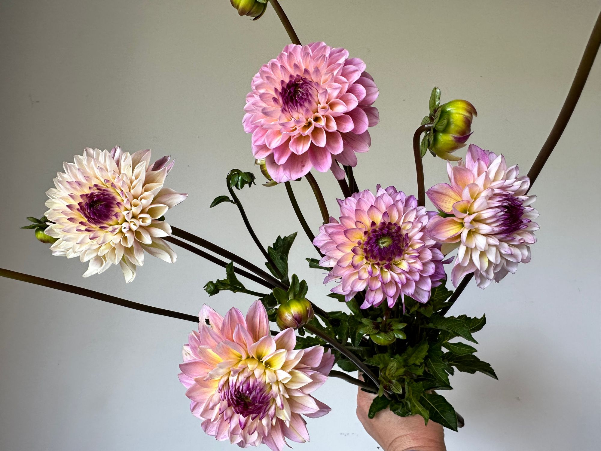 DAHLIA Wine Eyed Jill