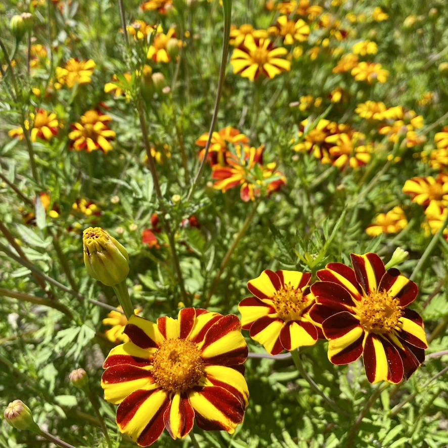 TAGETES patula Pinwheel