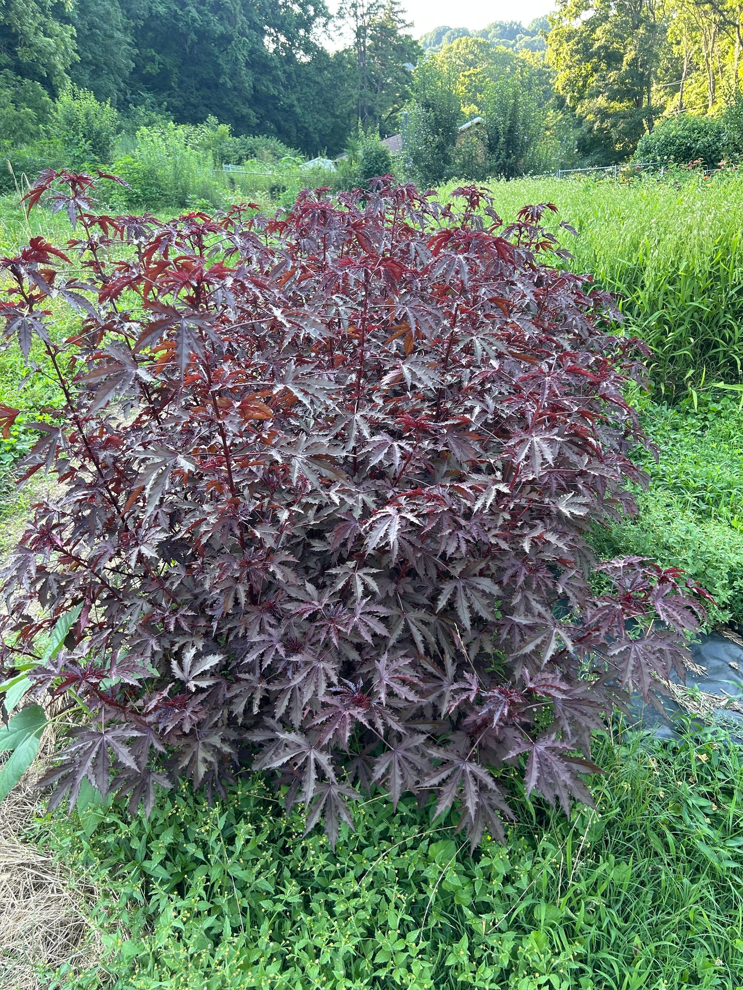 mahogany splendor