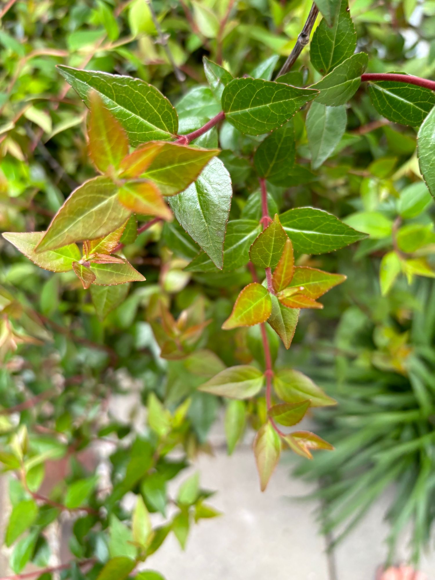 ABELIA x grandiflora
