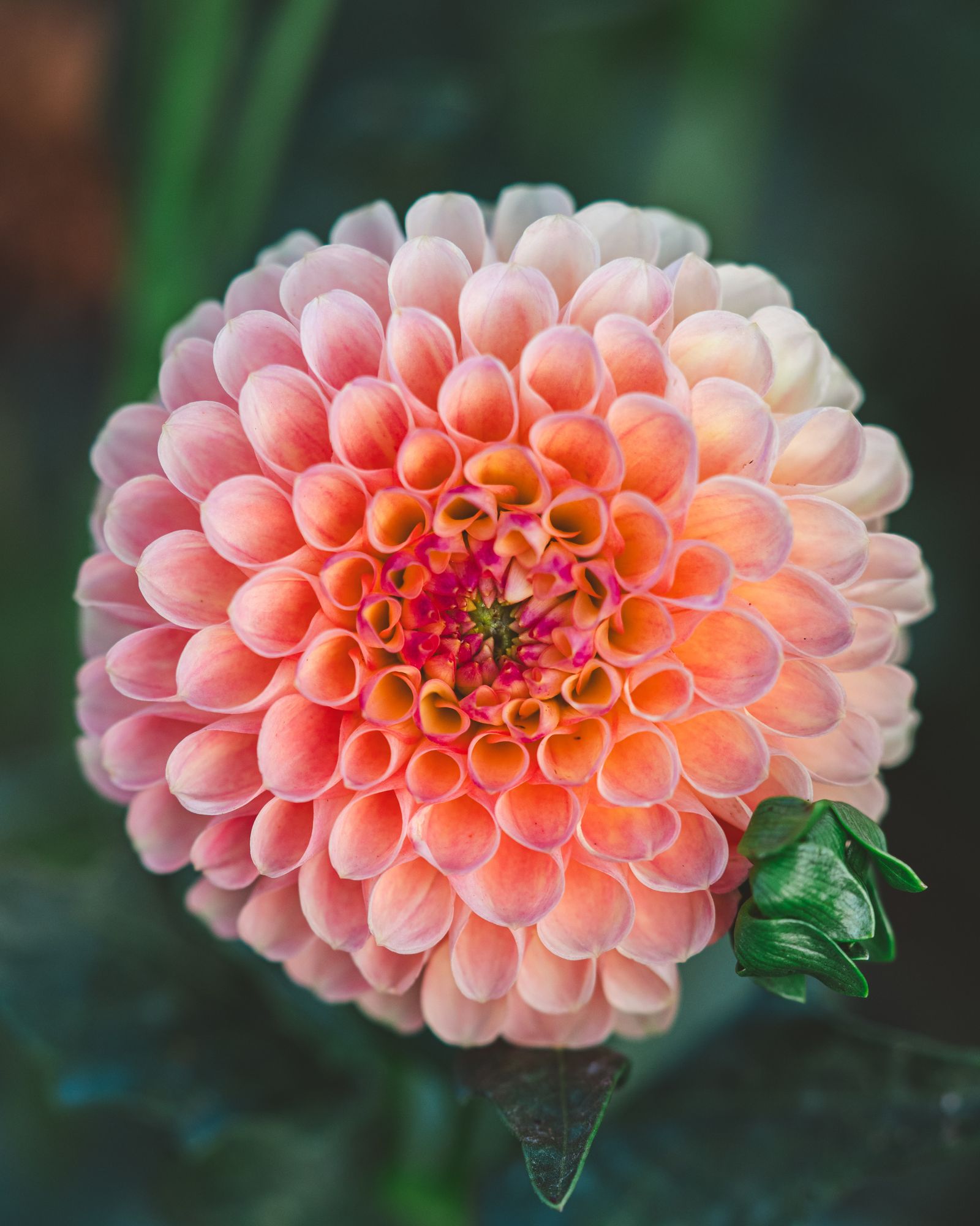 DAHLIA Snoho Doris