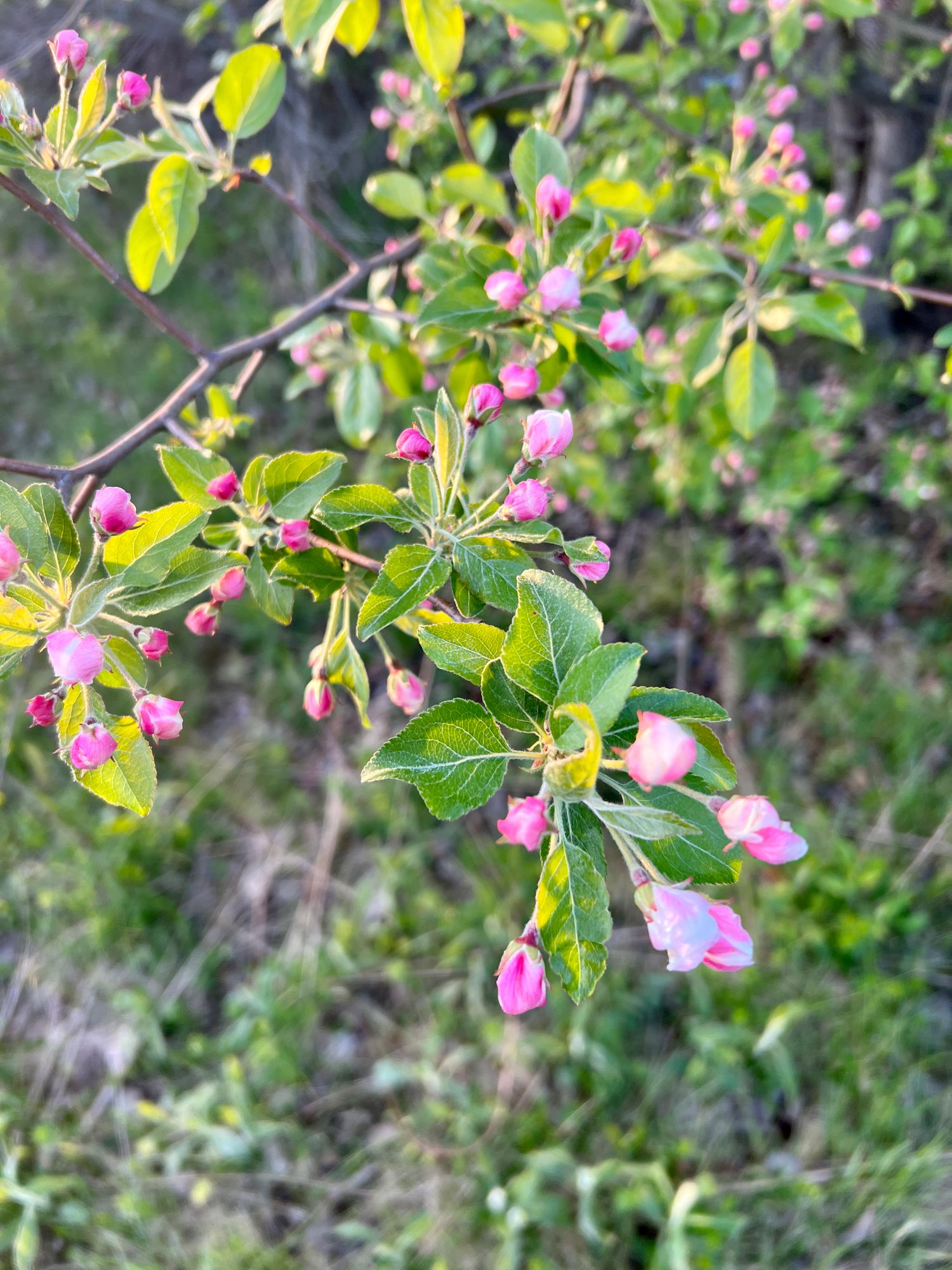 MALUS x moerlandsii