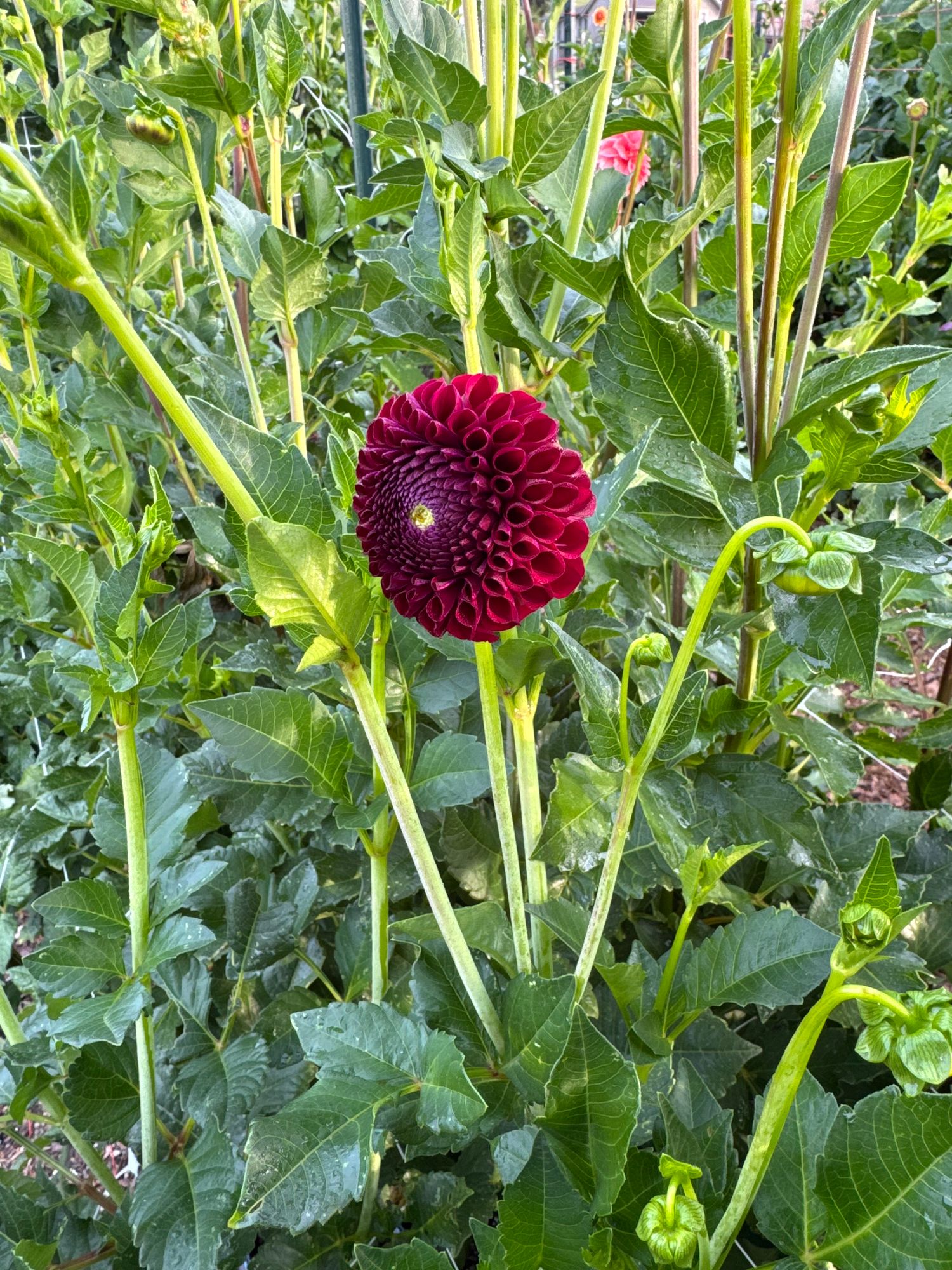 DAHLIA Ball
