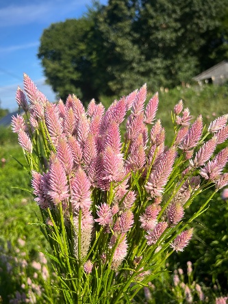 CELOSIA argentea spicata Flamingo Feather