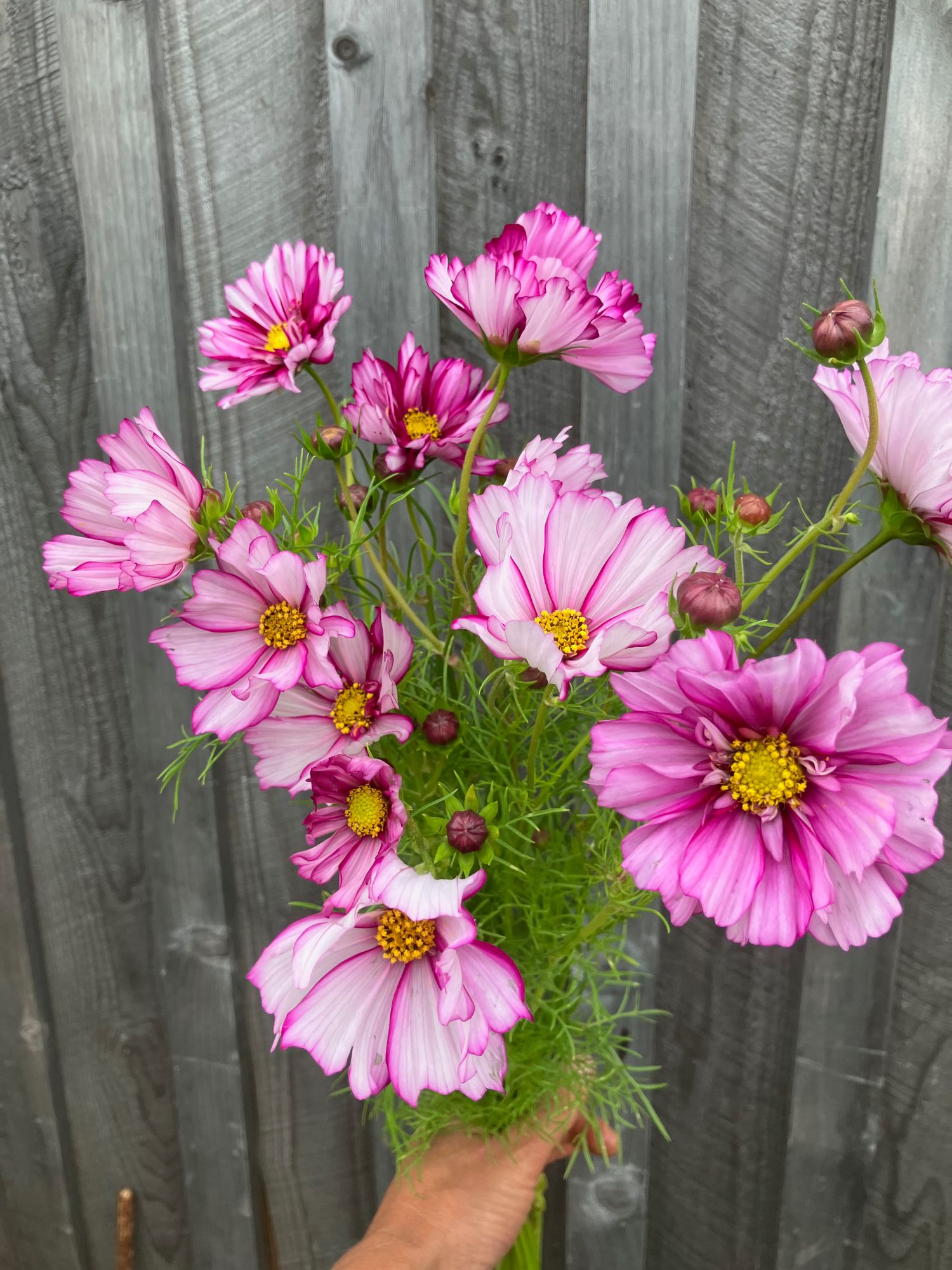 COSMOS bipinnatus Double Click